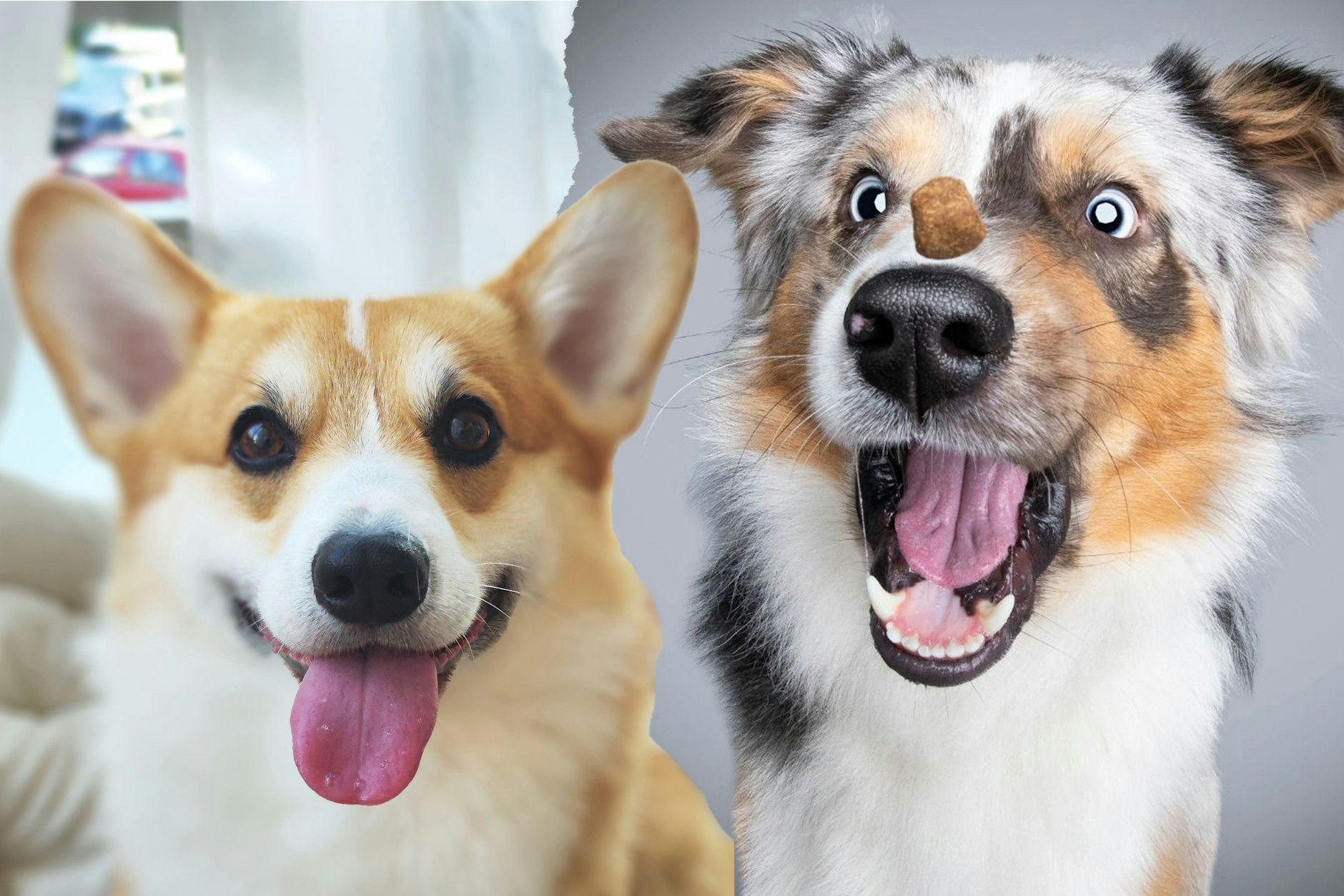 Liegen in der Gunst der Wähler weit vorn: Die beiden Hundeskanzler-Kandidaten Lenni und Otto.