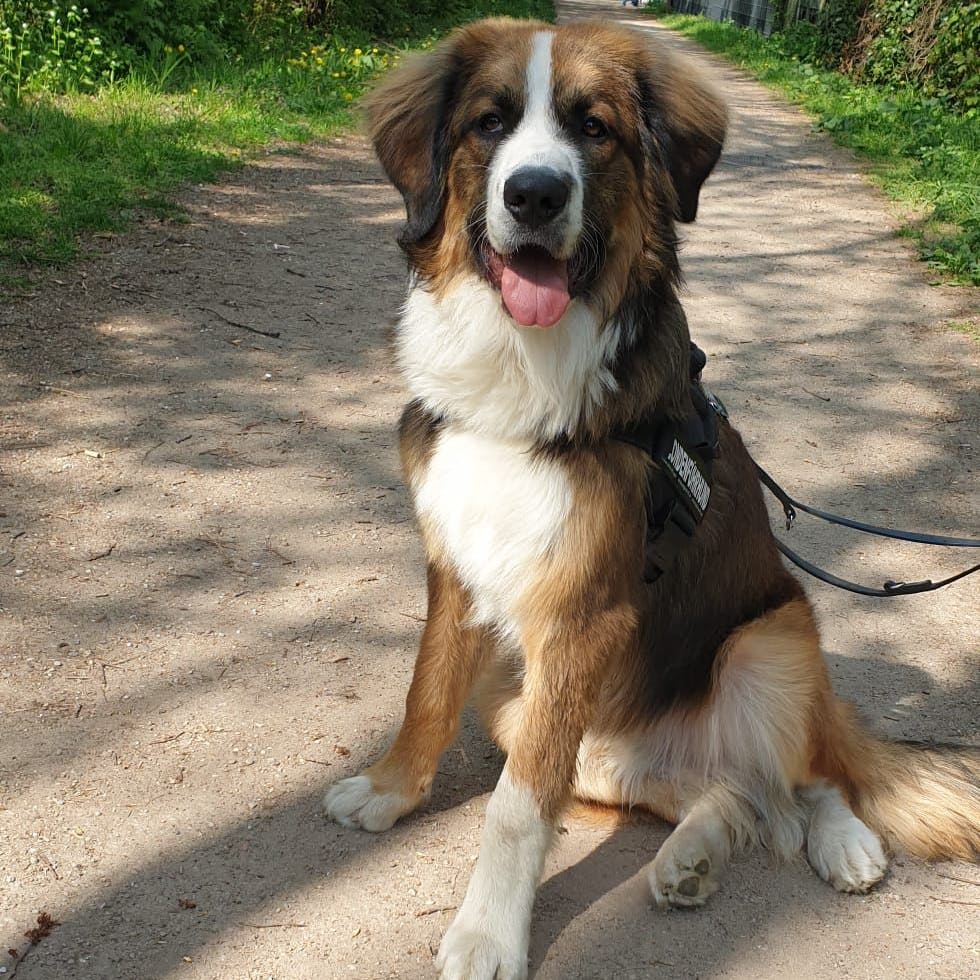 Der Berner Sennenhund Cooper eroberte das Herz von Natascha Ochsenknecht im Sturm – sie wählte ihn ins Finale.