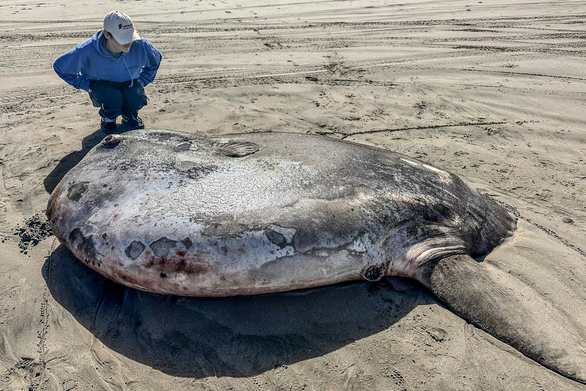 Dieses vom Seaside Aquarium zur Verfügung gestellte Bild zeigt den seltenen Mondfisch (Mola tecta), der an einem Strand angeschwemmt wurde.