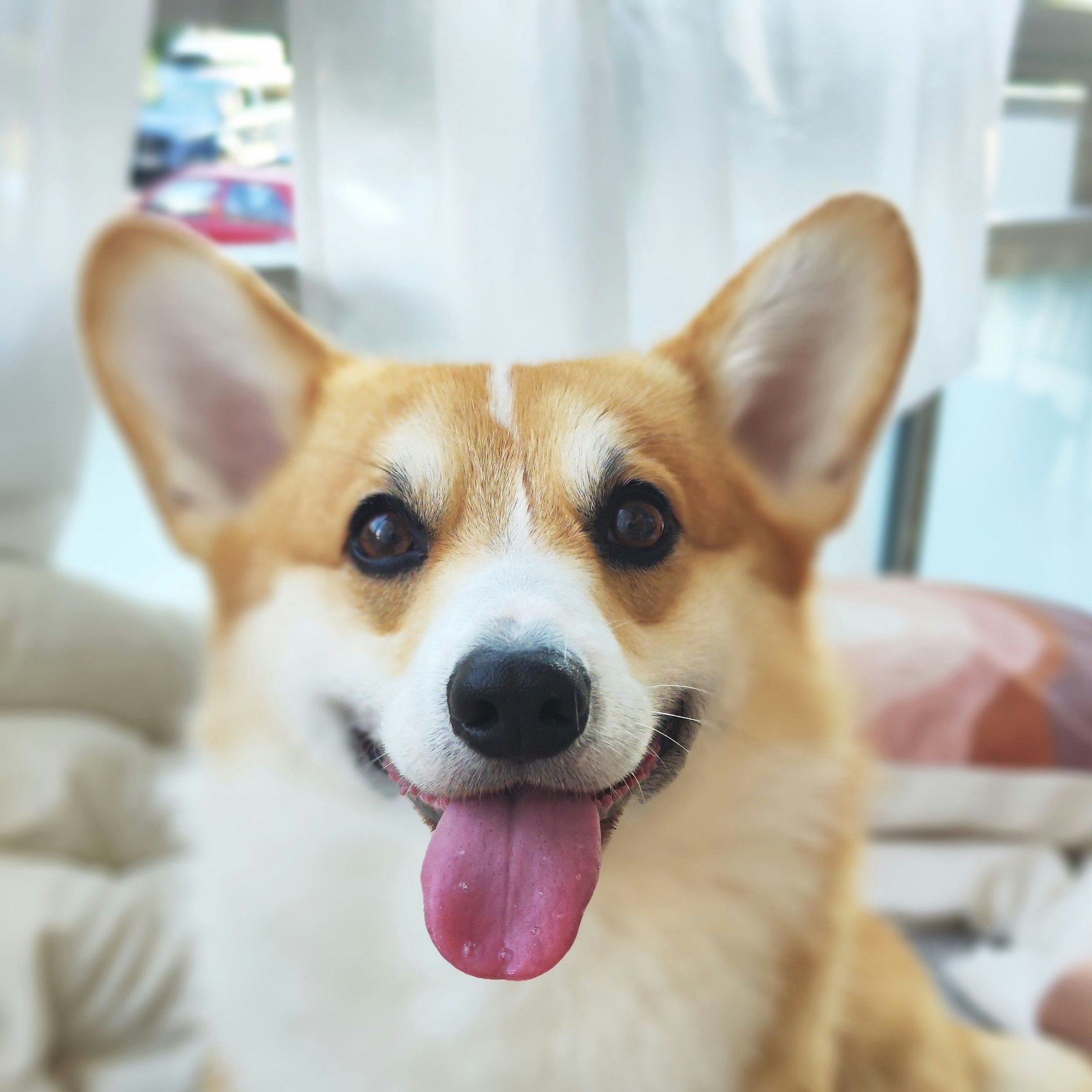 Mit seinem süßen Lächeln überzeugte Corgi Otto den KURIER-Tierkolumnisten Florian Thalmann. Nun geht es ins Finale!
