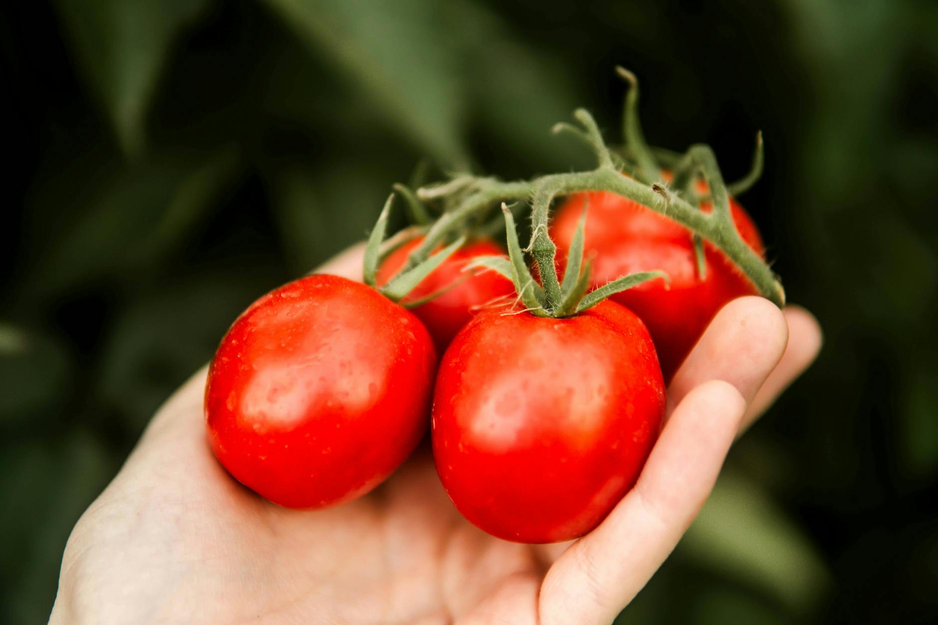 Durch das Ausgeizen werden die Früchte der Tomatenpflanze noch besser mit Nährstoffen versorgt - sie werden dadurch praller und saftiger.