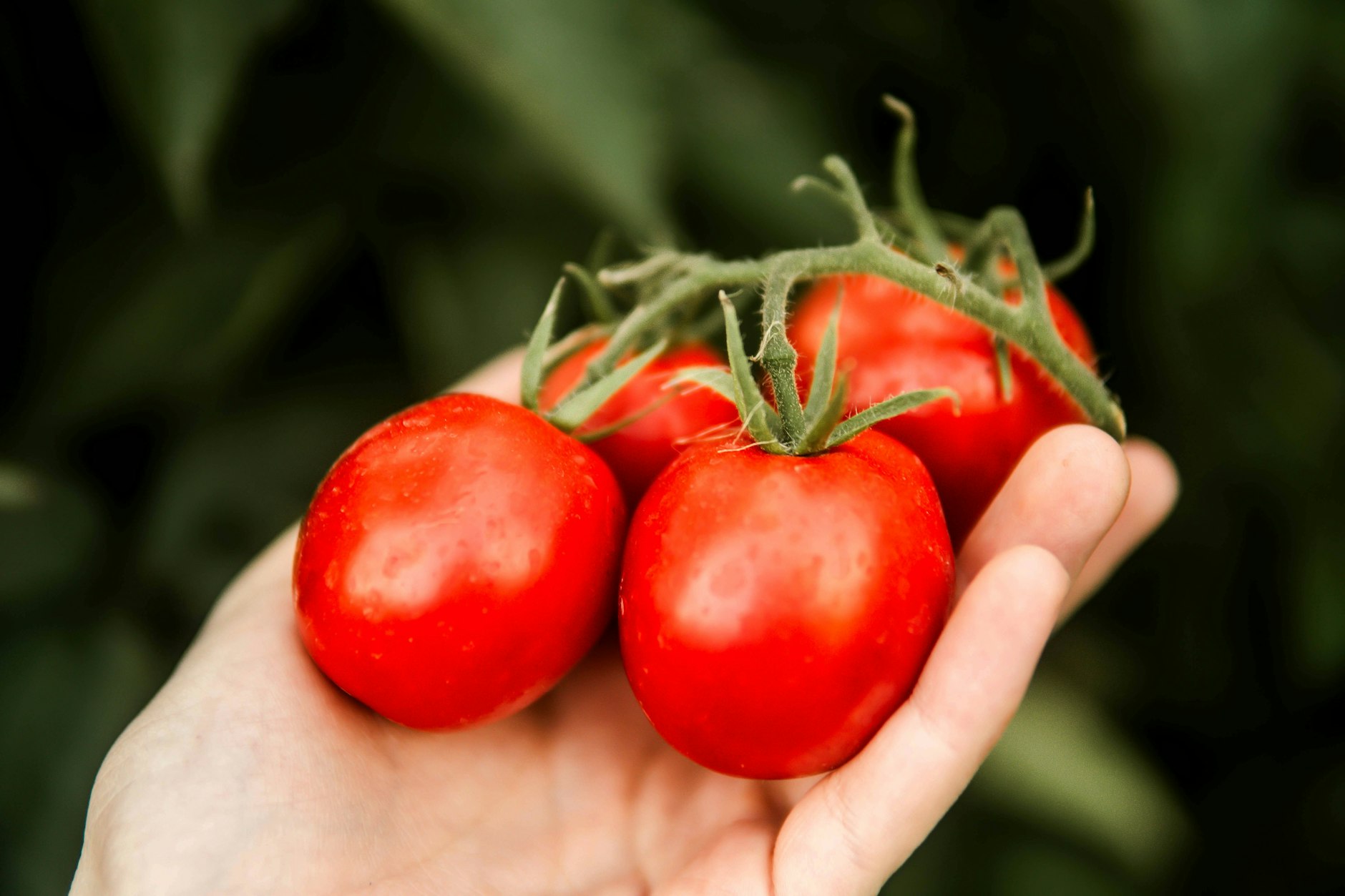 Durch das Ausgeizen werden die Früchte der Tomatenpflanze noch besser mit Nährstoffen versorgt - sie werden dadurch praller und saftiger.