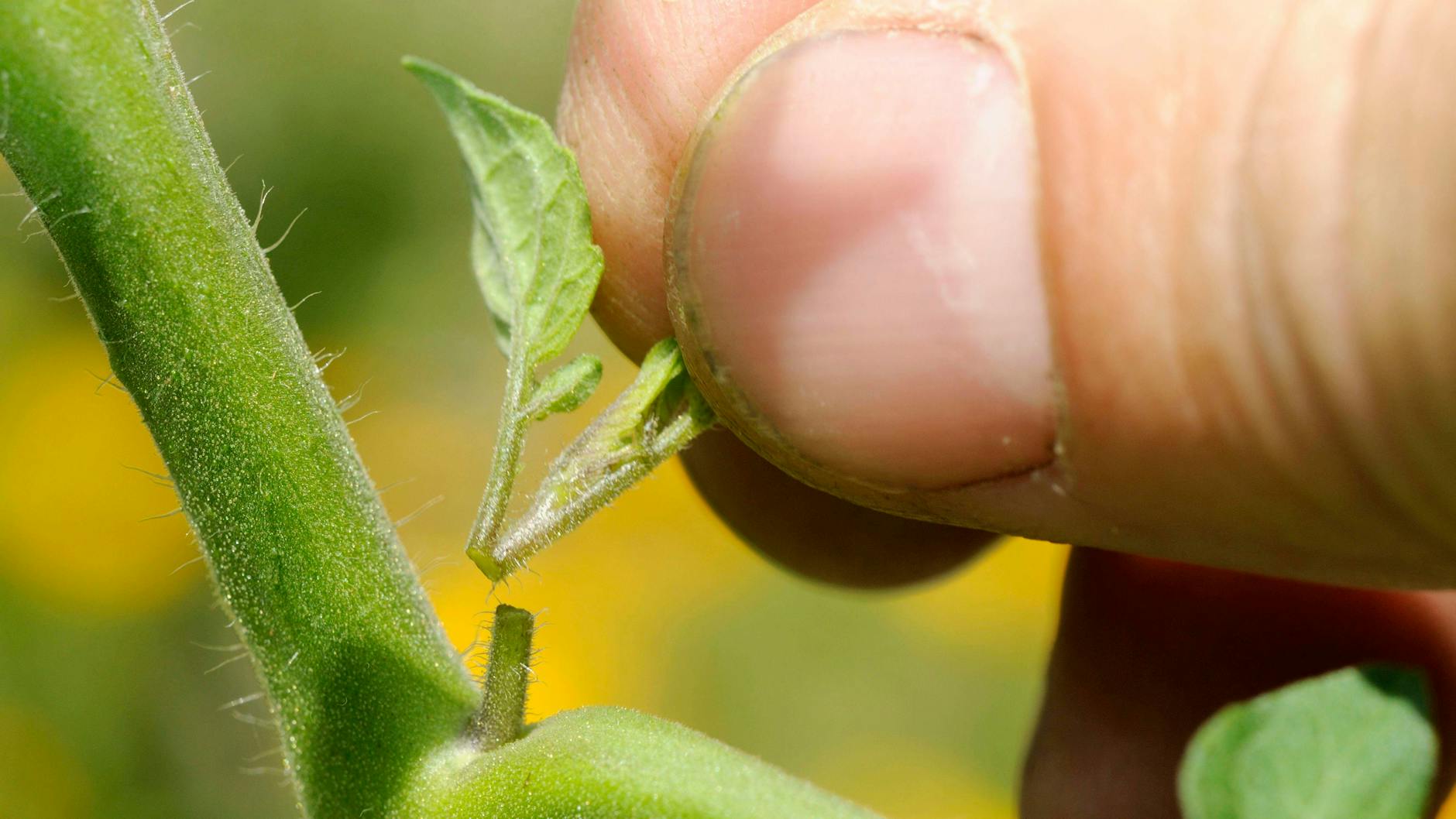 Beim Ausgeizen werden die kleinen Triebe in den Blattachseln entfernt - so werden die anderen Früchte noch praller und saftiger.