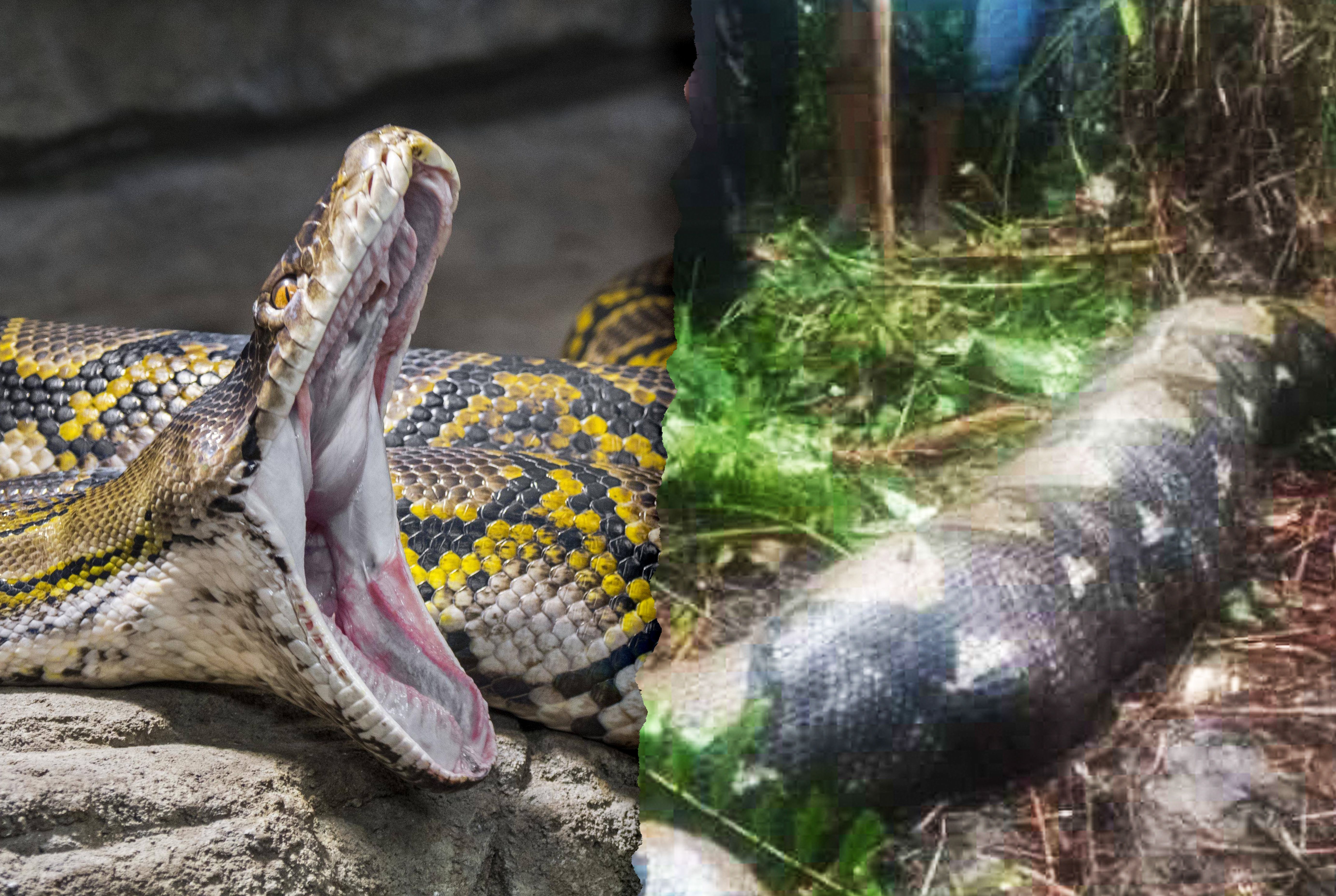 Horror im Wald: Riesenschlange frisst ganze Frau bei lebendigem Leib!