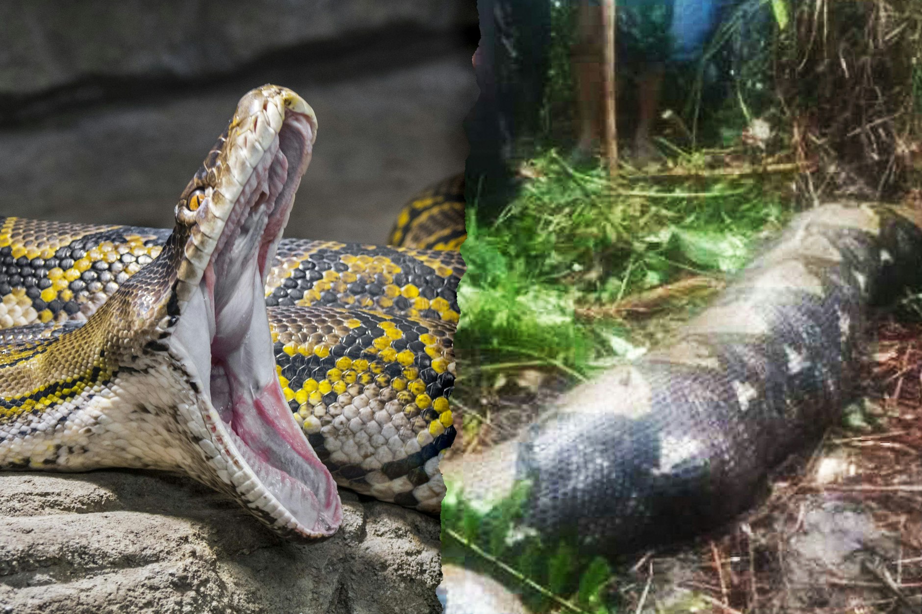 Python-Schlangen greifen eigentlich keine Menschen an, doch in Indonesien kommt es immer wieder zu solchen Fällen.