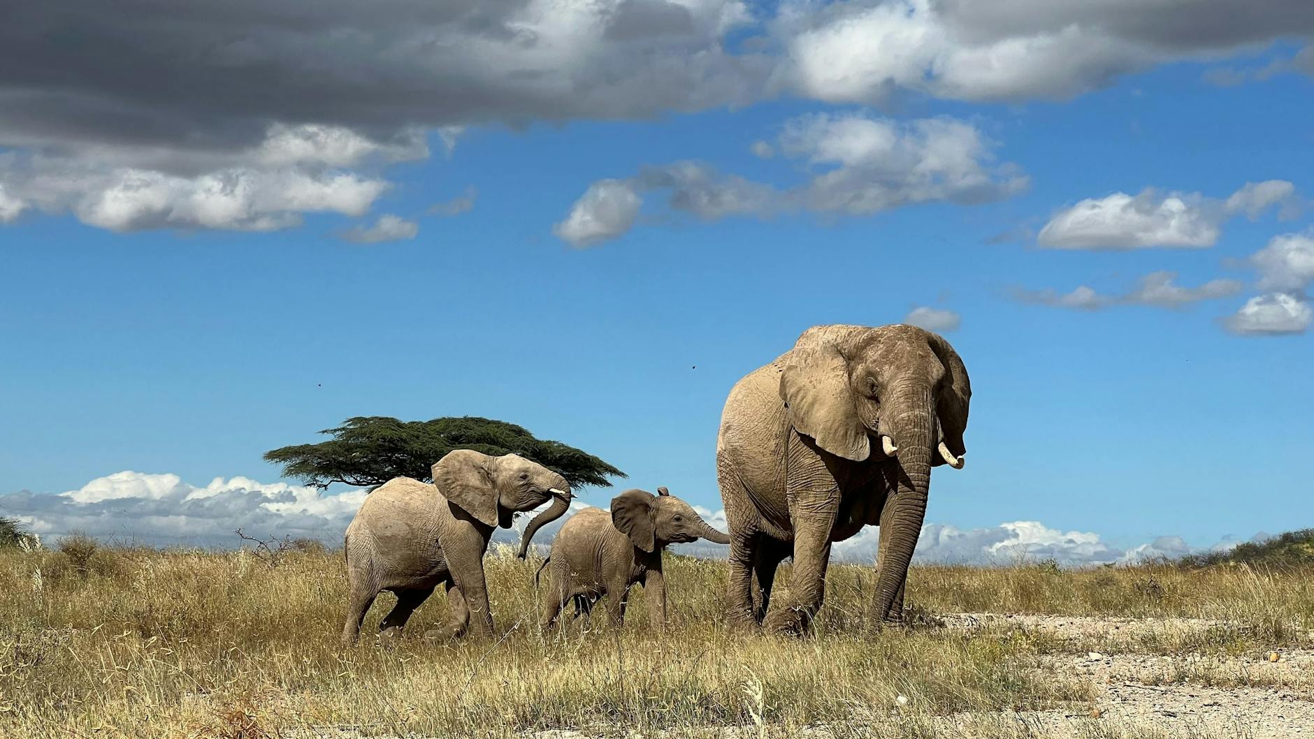 Wird ein Elefant bei seinem Namen gerufen, kommt er schneller angerannt.