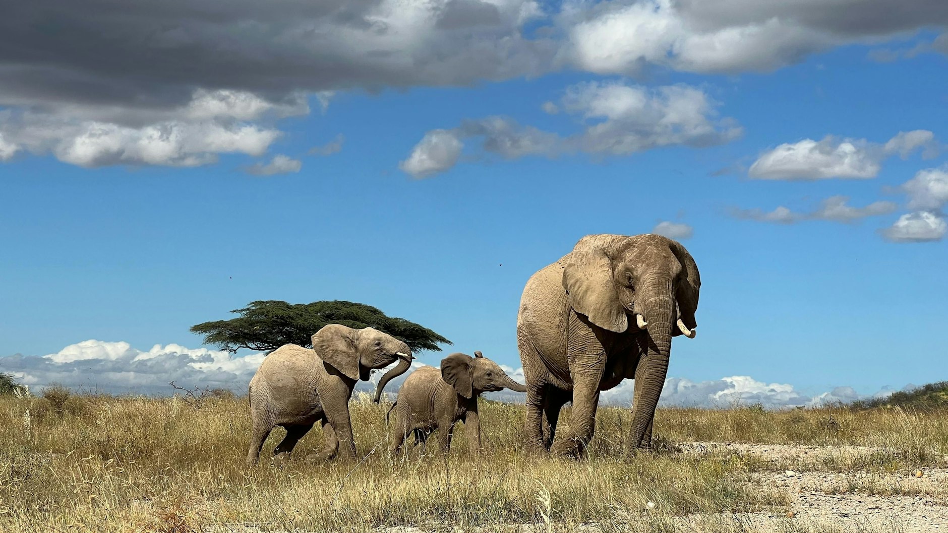 Wird ein Elefant bei seinem Namen gerufen, kommt er schneller angerannt.