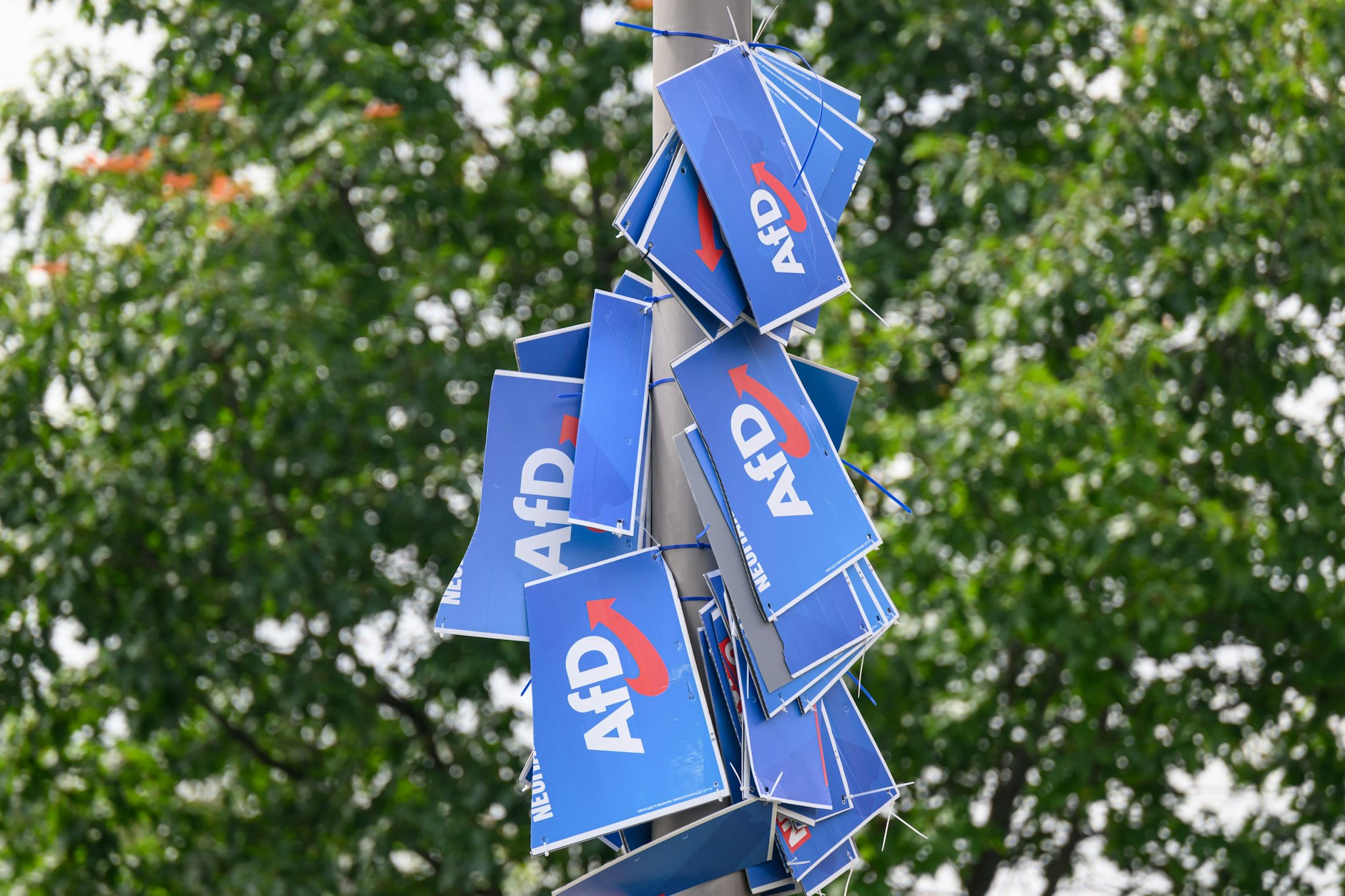 Wahlplakate der AfD hängen in der Innenstadt von Dresden an einem Lichtmast.&nbsp;