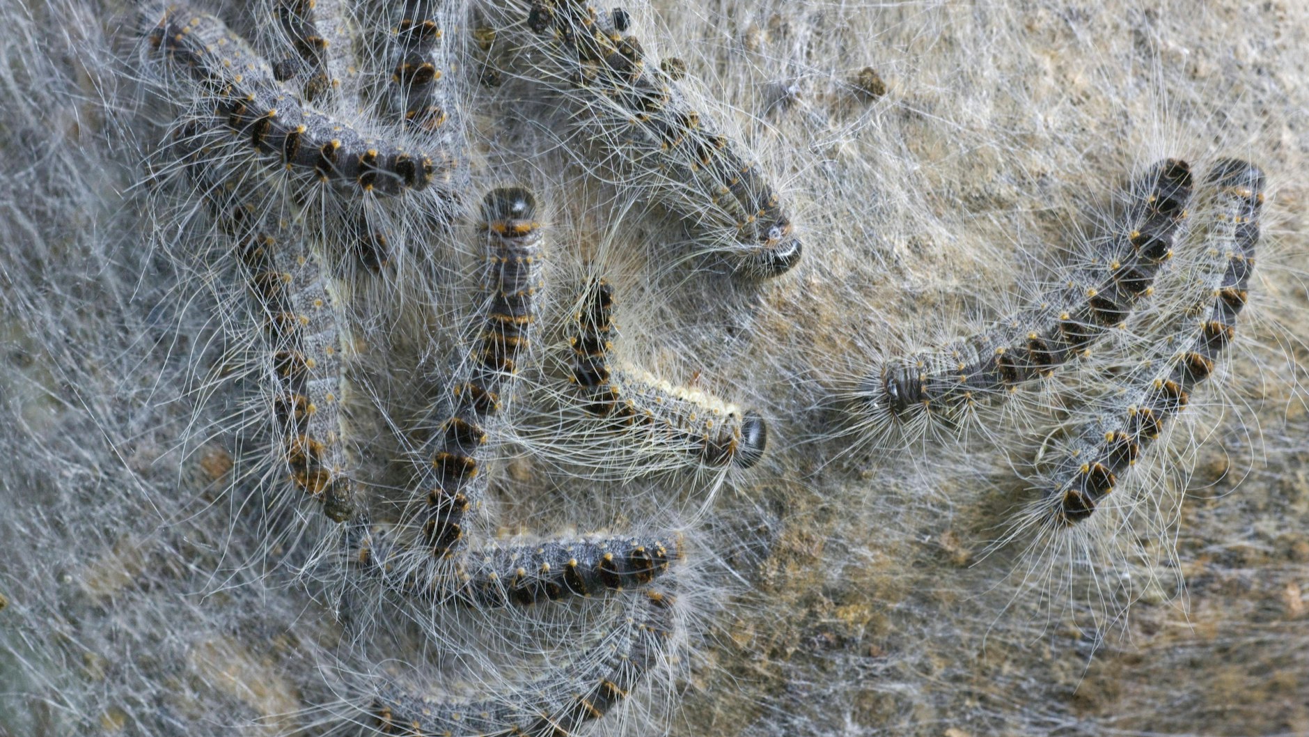 Die Raupen des Eichenprozessionsspinners sind mit feinen Brennhaaren ausgestattet – der Kontakt kann gefährlich sein.