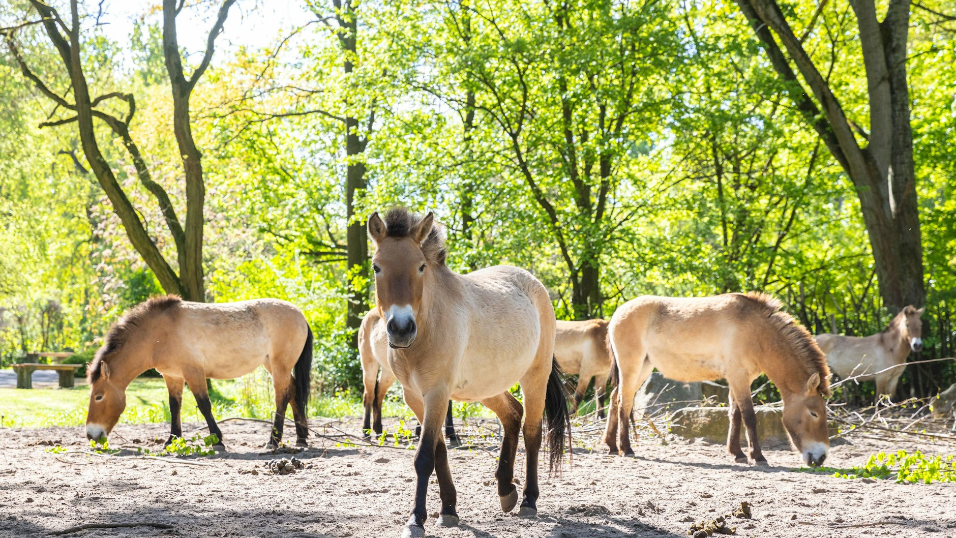 Die Auswilderungsherde im Tierpark Berlin vor dem Abflug nach Kasachstan.