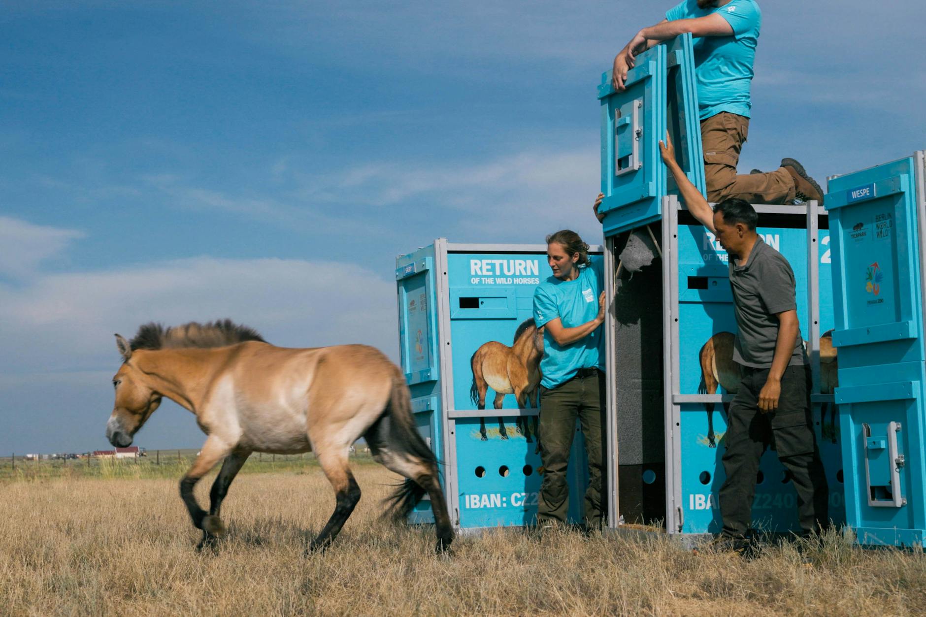 Die ersten Schritte in die neue Heimat: Die Przewalski-Pferde aus Berlin verlassen die Transportkisten in Kasachstan.