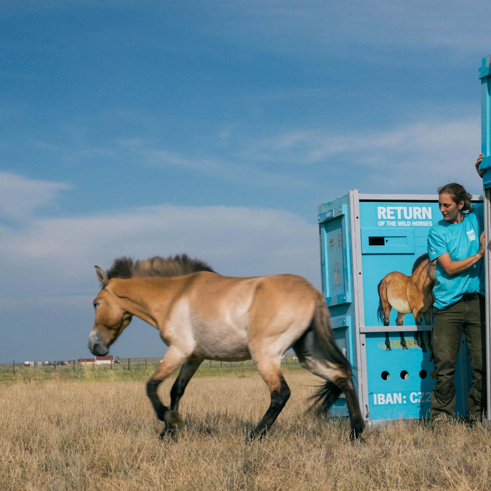 Wildpferde aus Berlin erobern die kasachische Steppe