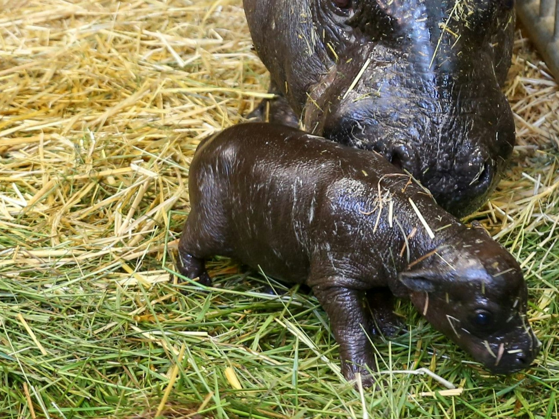 Das kleine Zwergflusspferd zusammen mit seiner Mutter Debbie&nbsp;