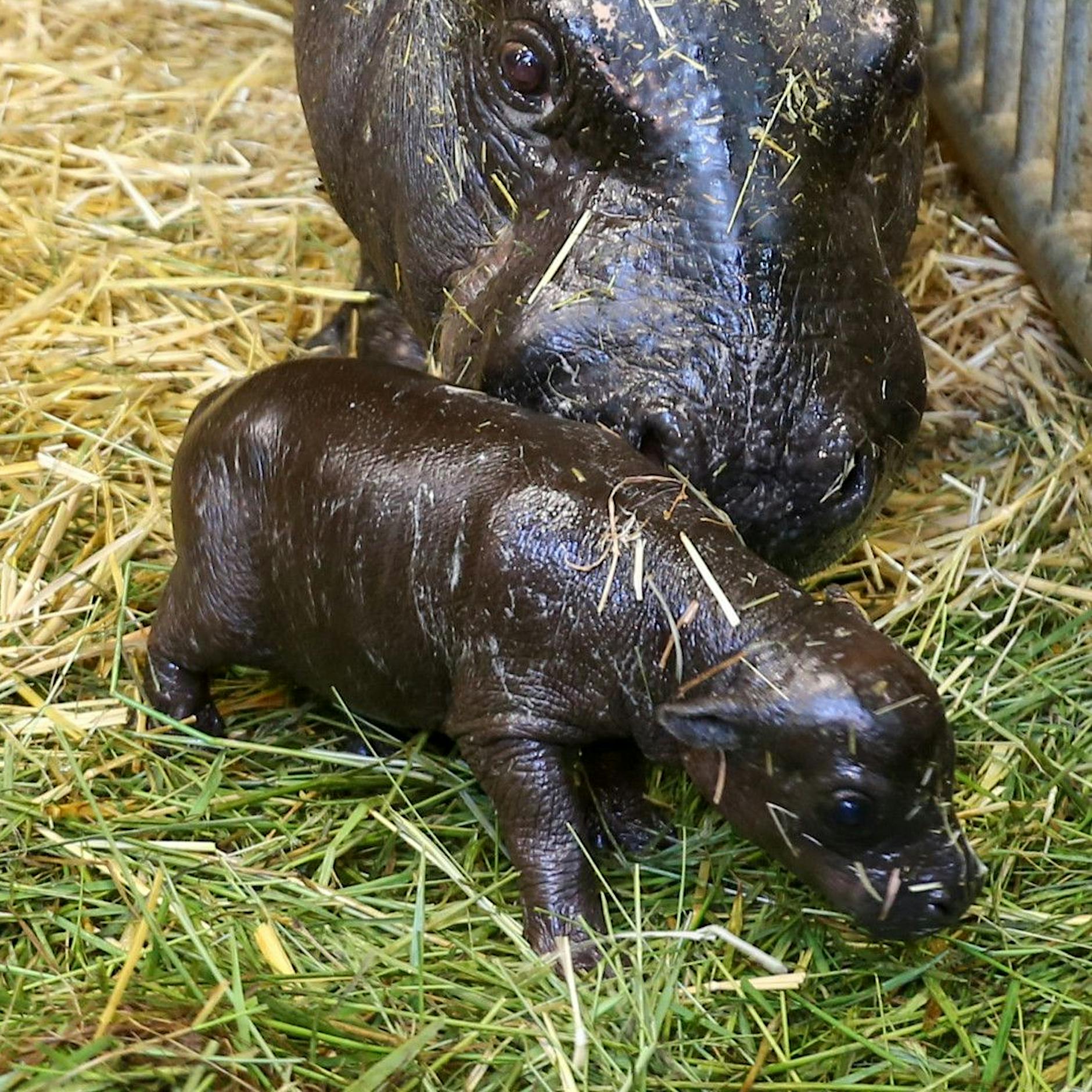 Zoo Berlin freut sich über Geburt von Flusspferd-Baby
