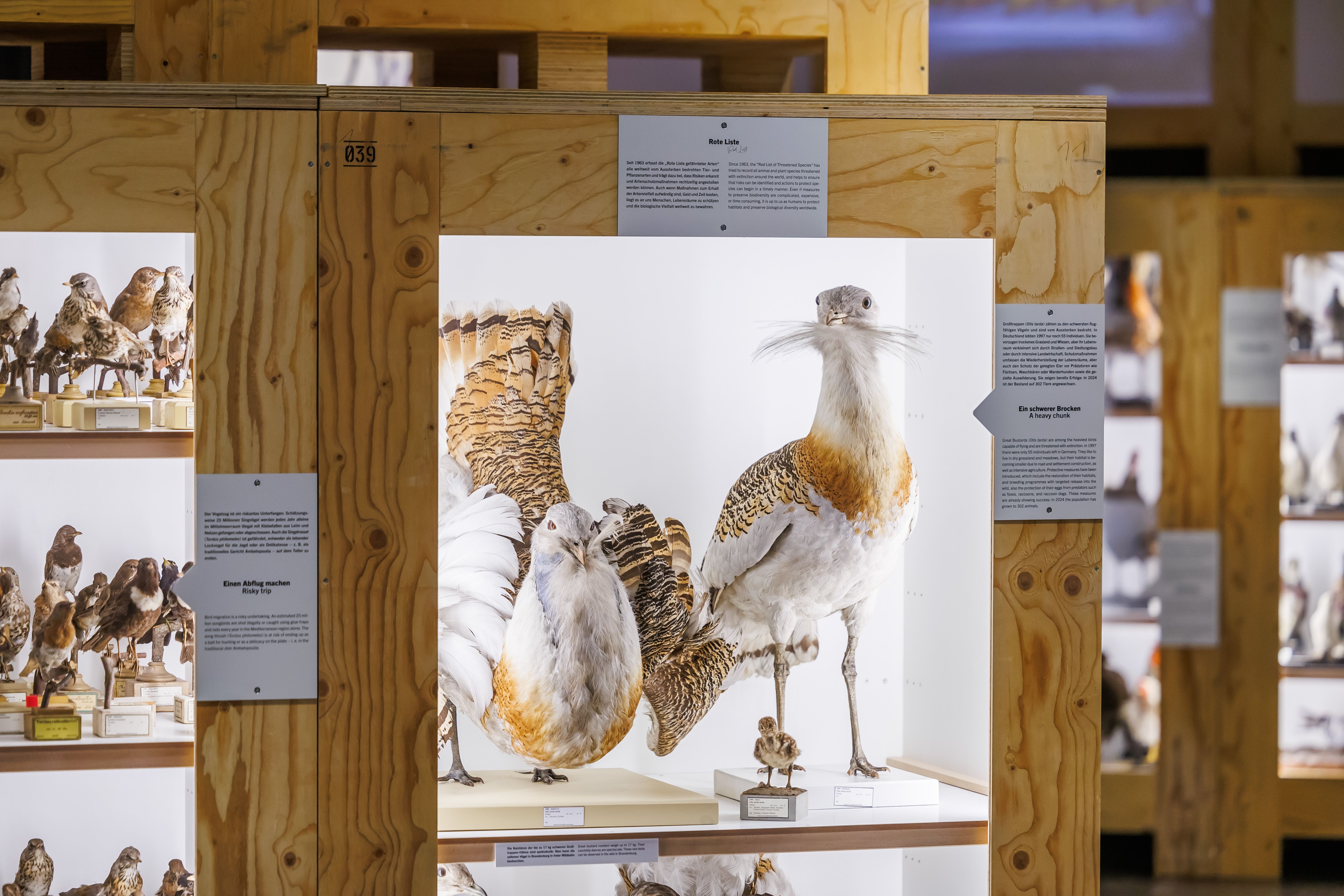 Auszug der Vögel: Zwei wichtige Ausstellungen zum Umbau des Naturkundemuseums