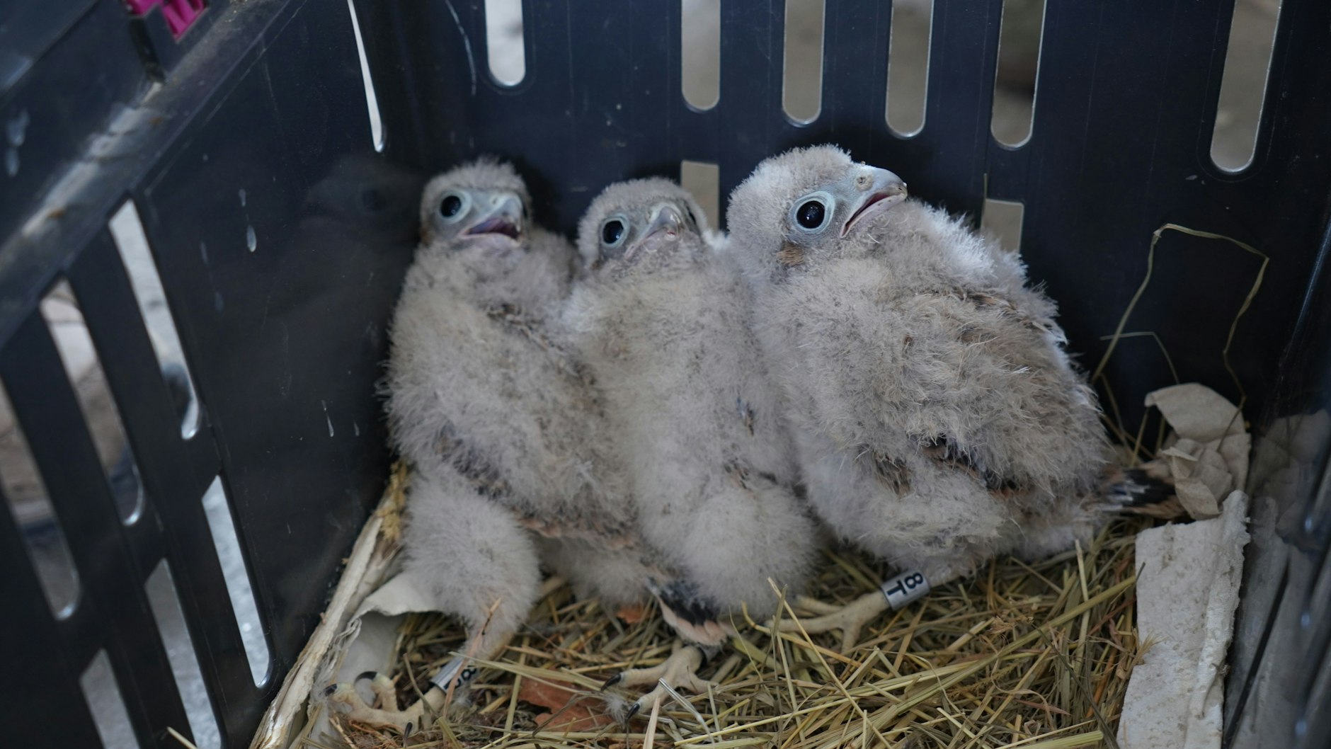 Die kleinen Turmfalken kuscheln sich eng aneinander.