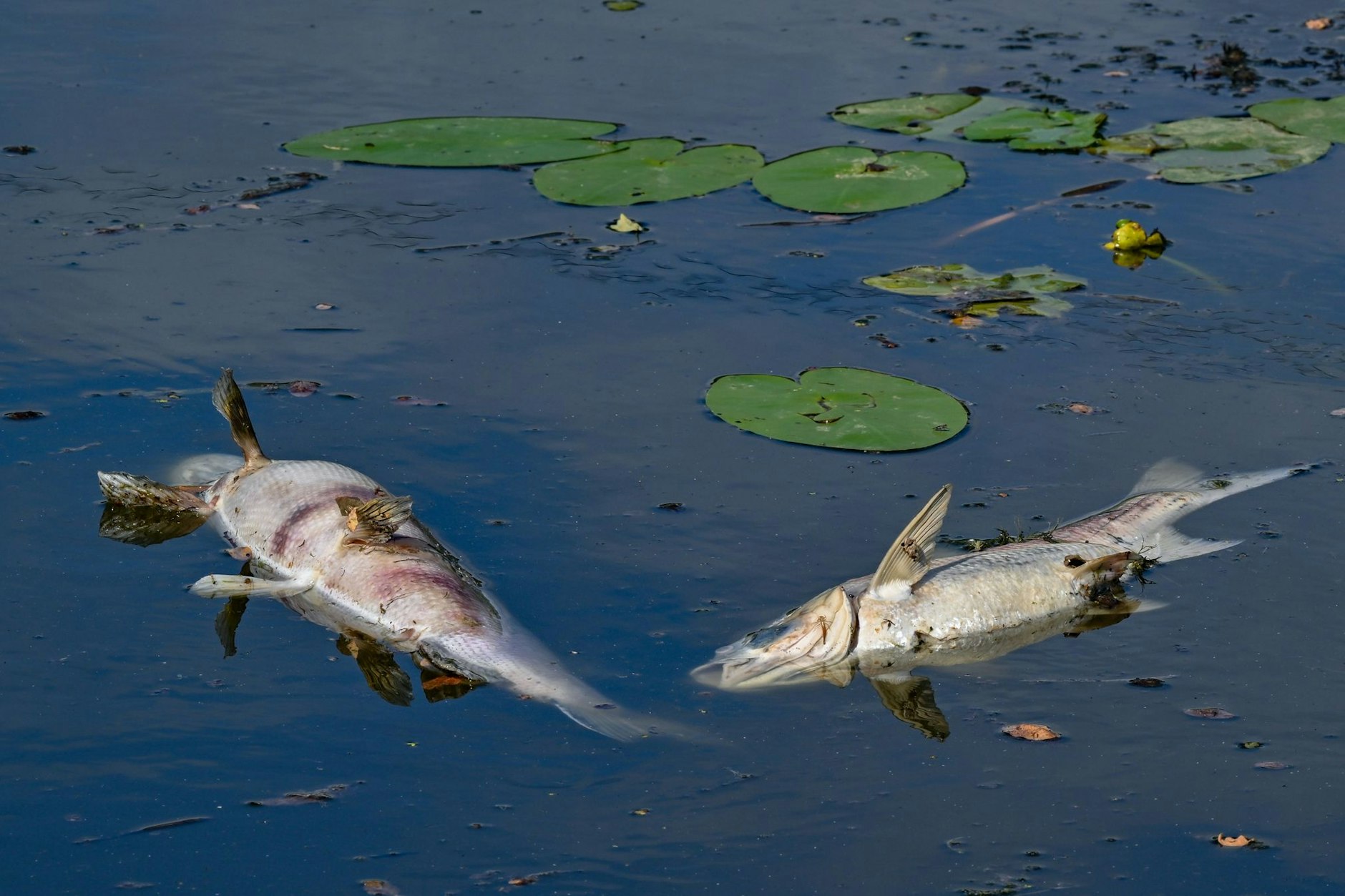Zwei große tote Fische treiben an der Wasseroberfläche im Winterhafen einem Nebenarm des deutsch-polnischen Grenzflusses Oder. 