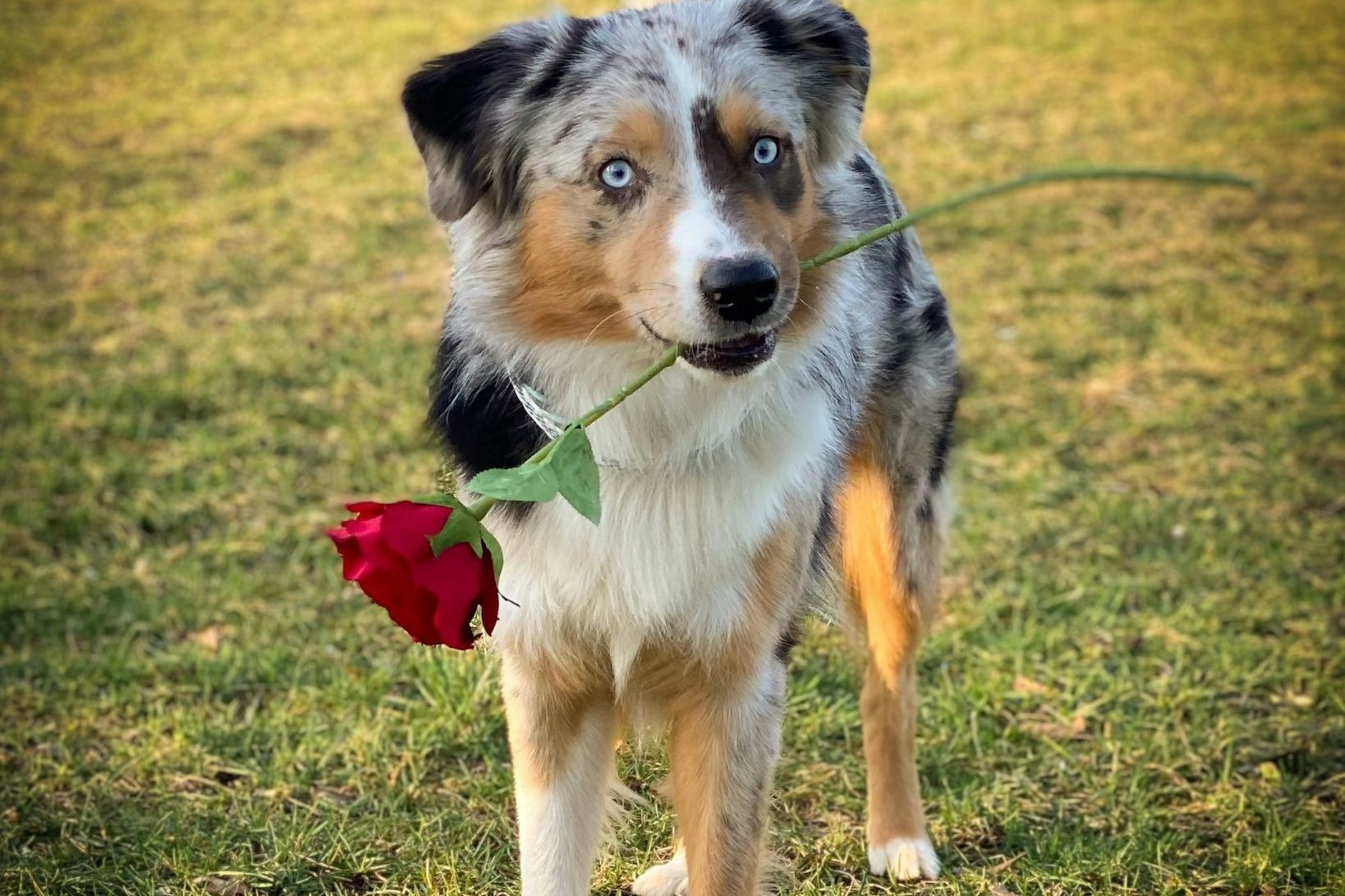 Charmeur Lenni ist der Hundeskanzler 2024!