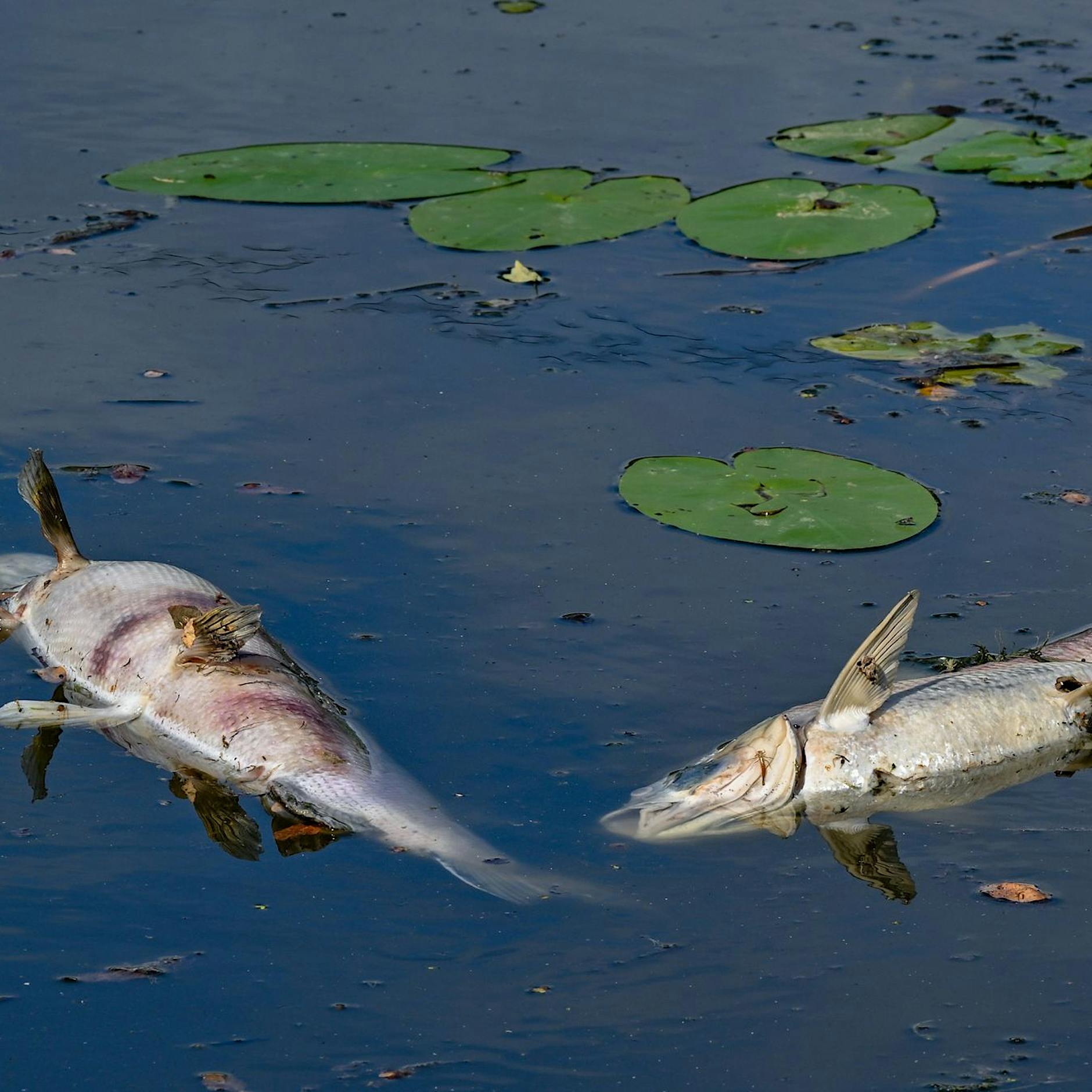 Tote Fische in der Oder: Goldalgen nachgewiesen – Gefährdungsstufe 3 bleibt bestehen