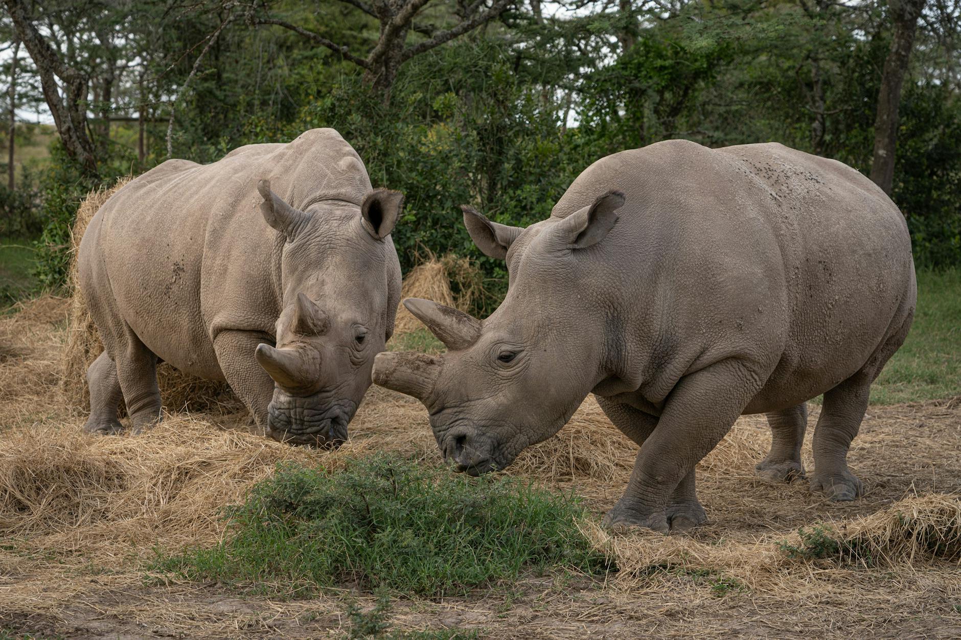 Die Letzten ihrer Art: Die Nördlichen-Breitmaulnashorn-Weibchen Najin und Fatu in Kenia. Im Tierpark Berlin soll nun das Aussterben dieser Dickhäuter verhindert werden.