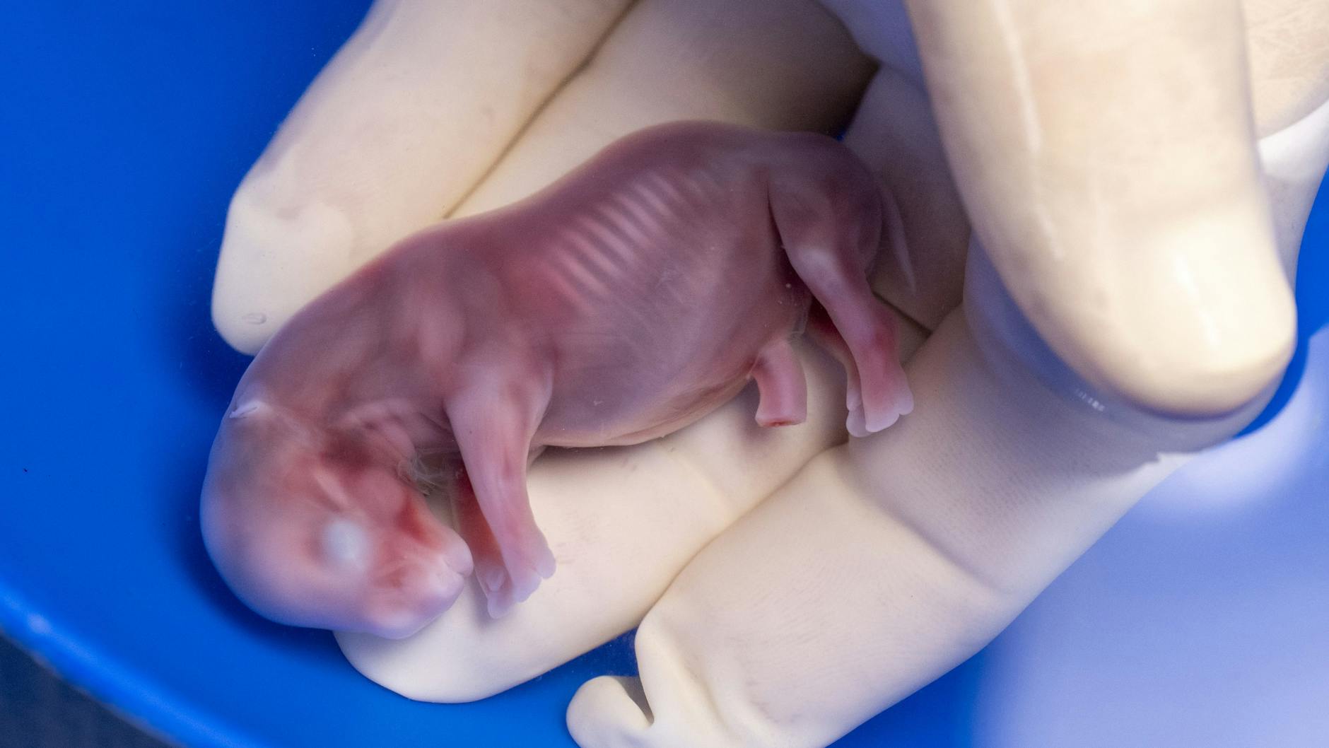 Eines der Nashorn-Embryonen, die im Labor gezüchtet wurden.