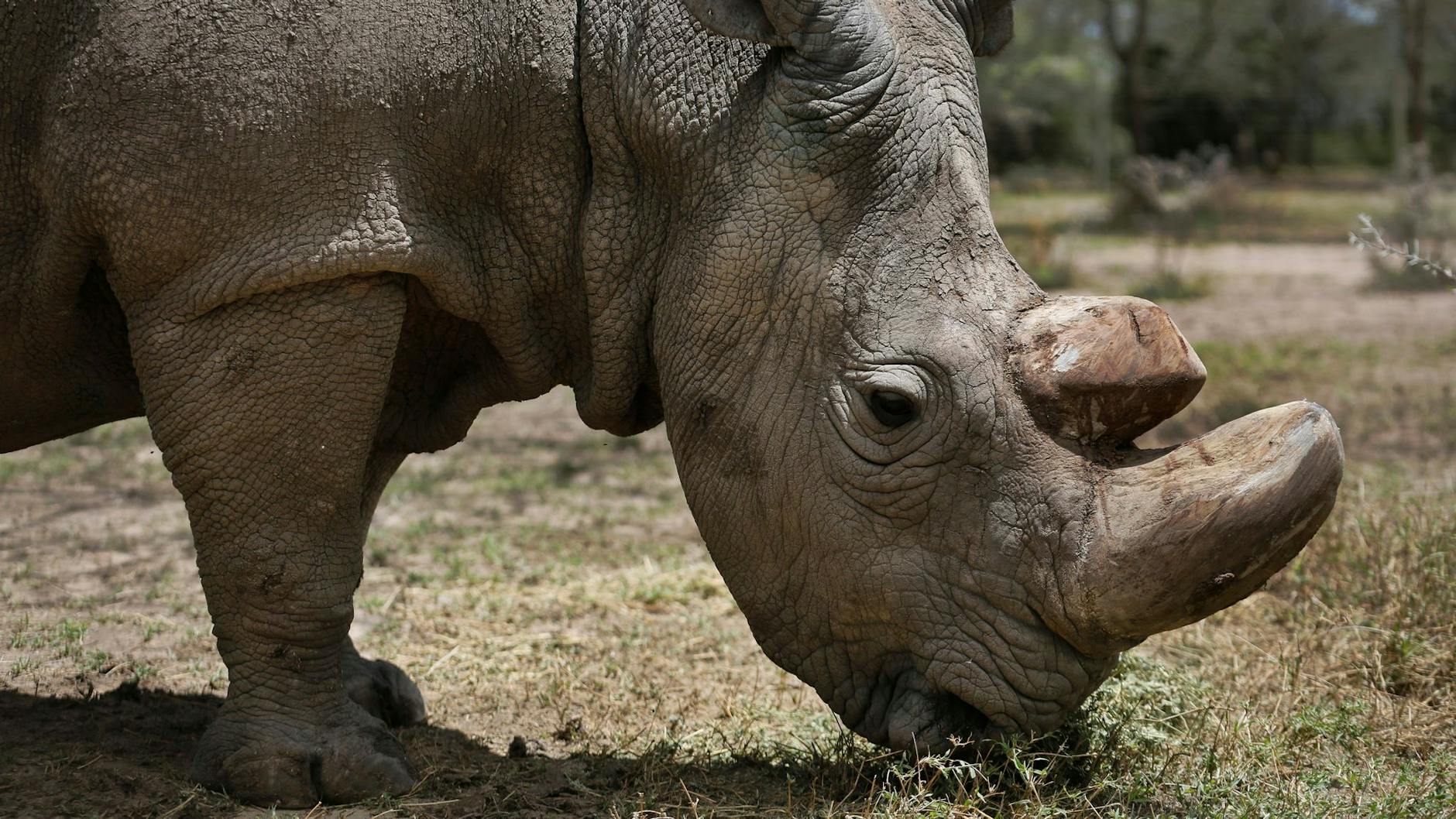  Das letzte männliche Nördliche Breitmaulnashorn Sudan starb 2018. 