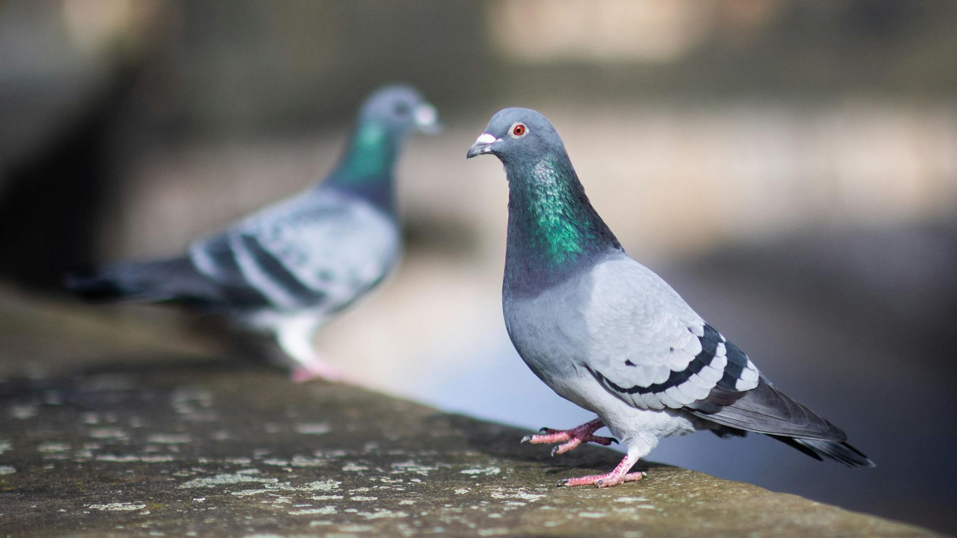Sollten Tauben getötet werden? Darüber wurde in Limburg am Wochenende abgestimmt.