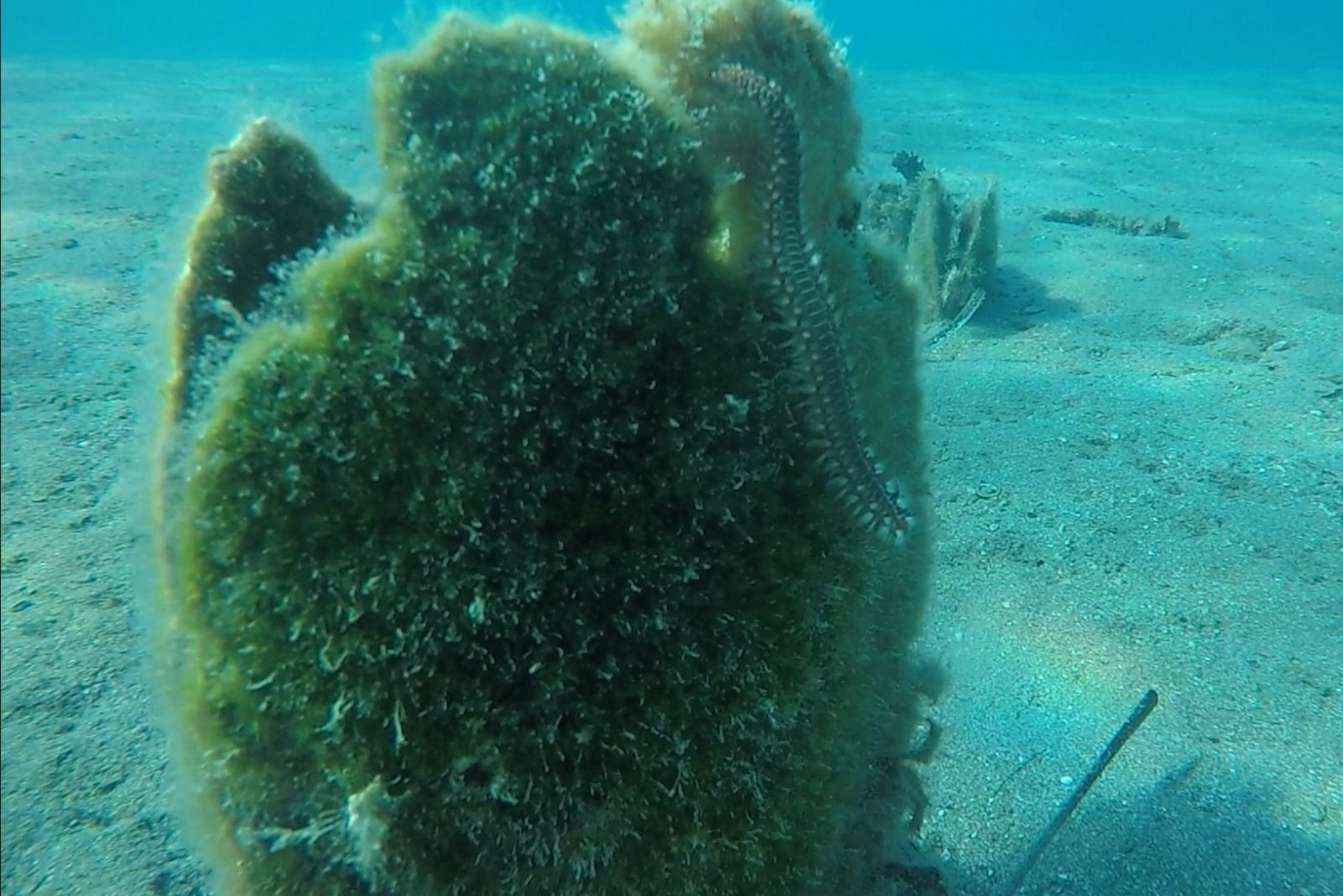 Ein Feuerwurm ist zwischen Korallen im Meer zu sehen (undatiertes Handout).