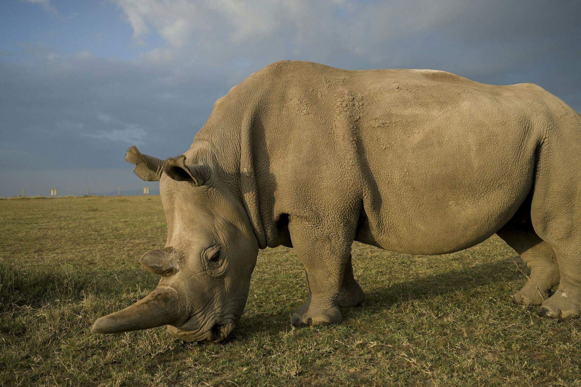 Das Nördliche Breitmaulnashorn ist vom Aussterben bedroht. Im Tierpark Berlin soll sein Nachwuchs ausgetragen werden.