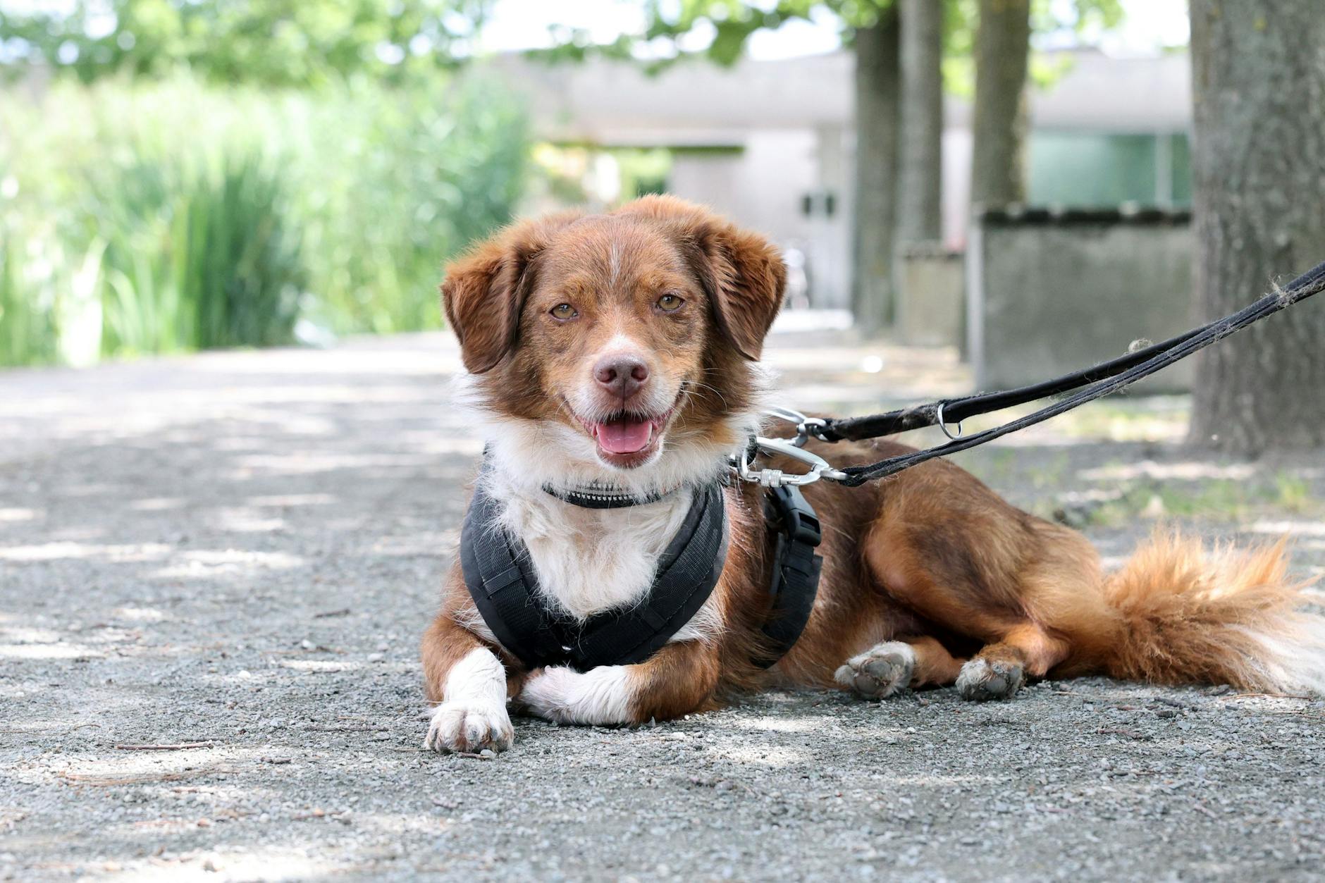 Corgi-Mix Limu sucht ein Zuhause.