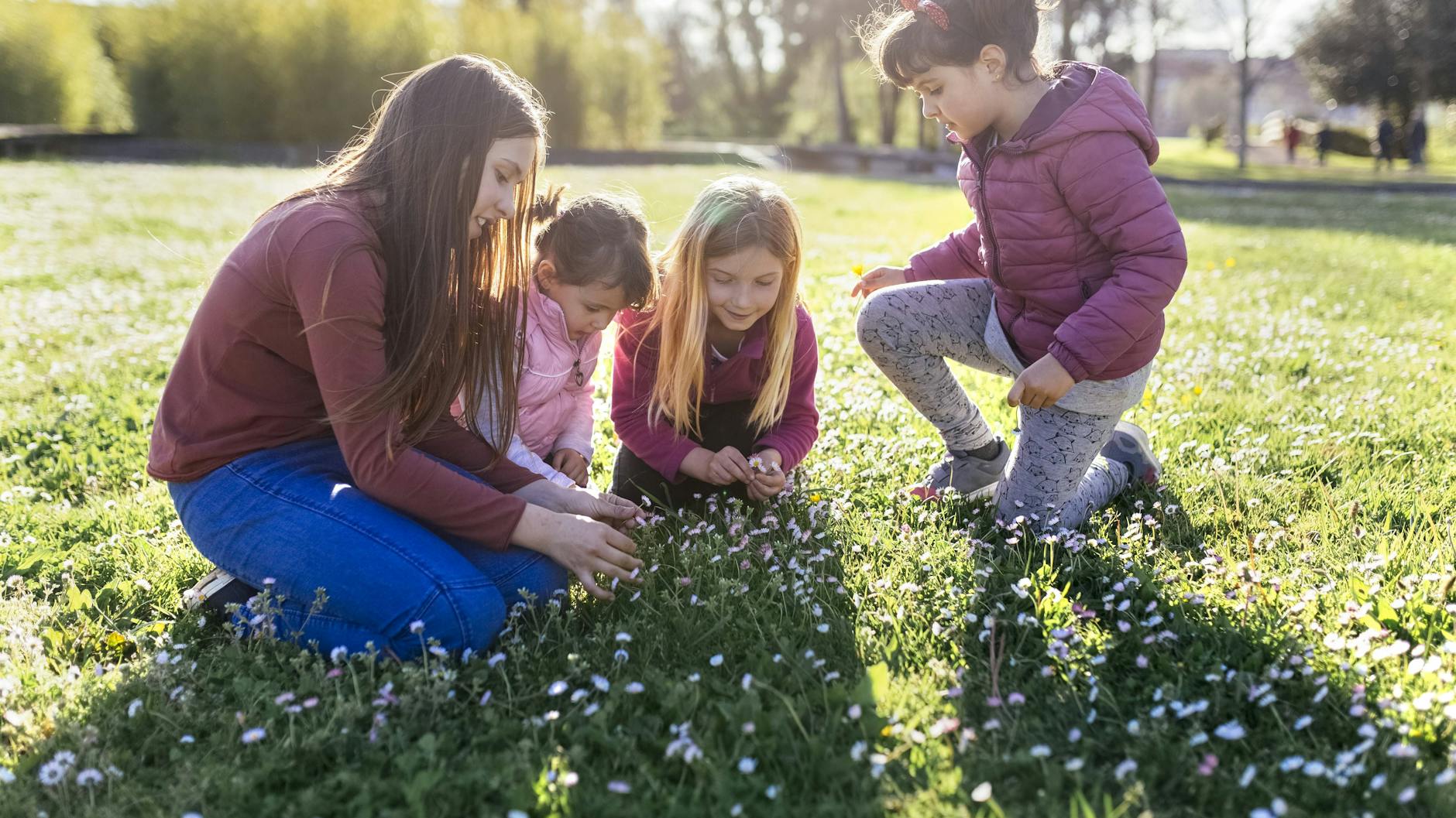 Gänseblümchen zu pflücken kann auch eine tolle Familienbeschäftigung sein.