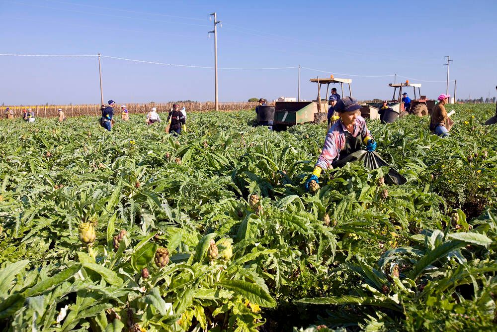Entsetzen in Italien: Erntehelfer stirbt nach Unfall – mit abgetrenntem Arm zurückgelassen