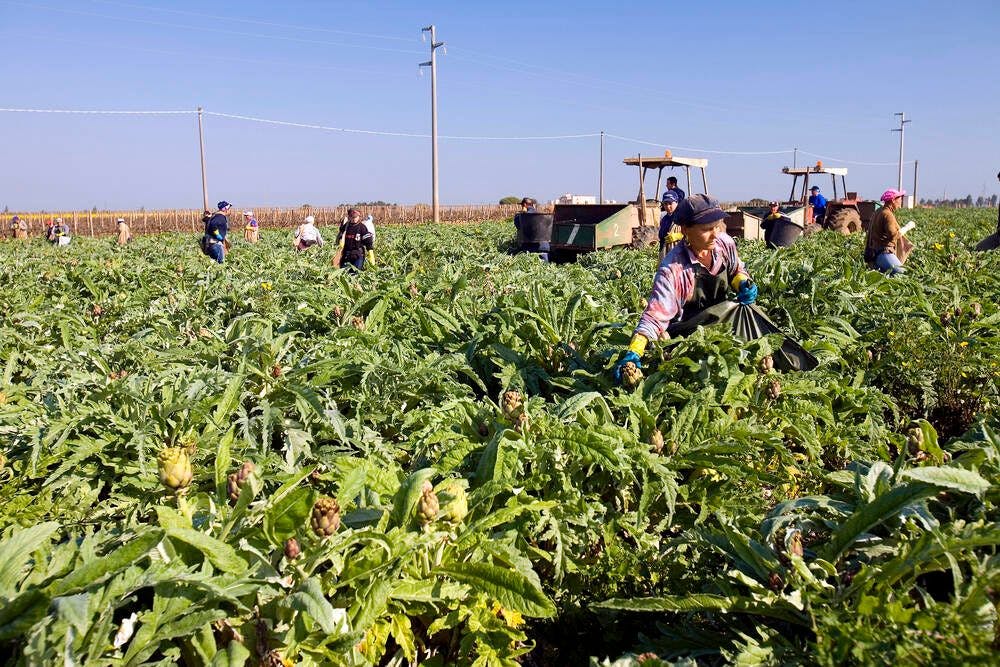 Erntehelfer in Italien leiden oft unter schlechten Arbeitsbedingungen.