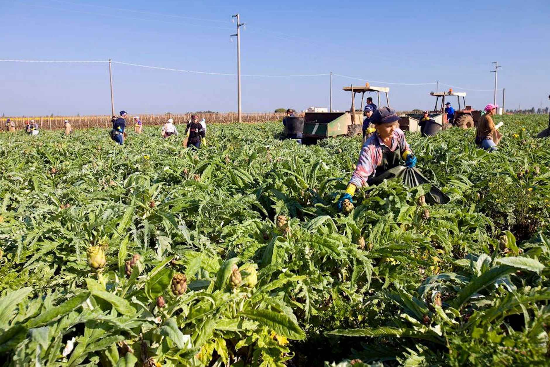Erntehelfer in Italien leiden oft unter schlechten Arbeitsbedingungen.