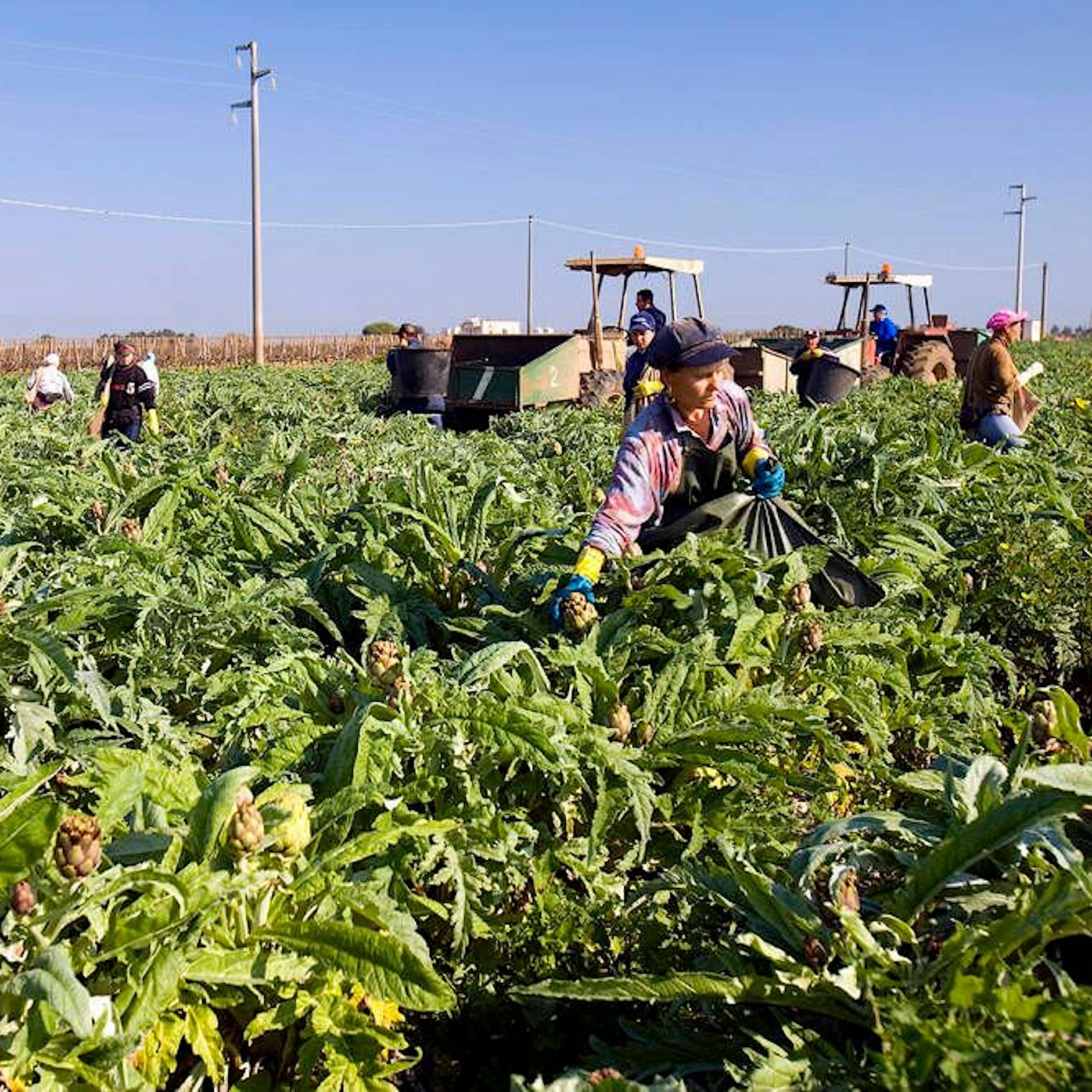 Entsetzen in Italien: Erntehelfer stirbt nach Unfall – mit abgetrenntem Arm zurückgelassen