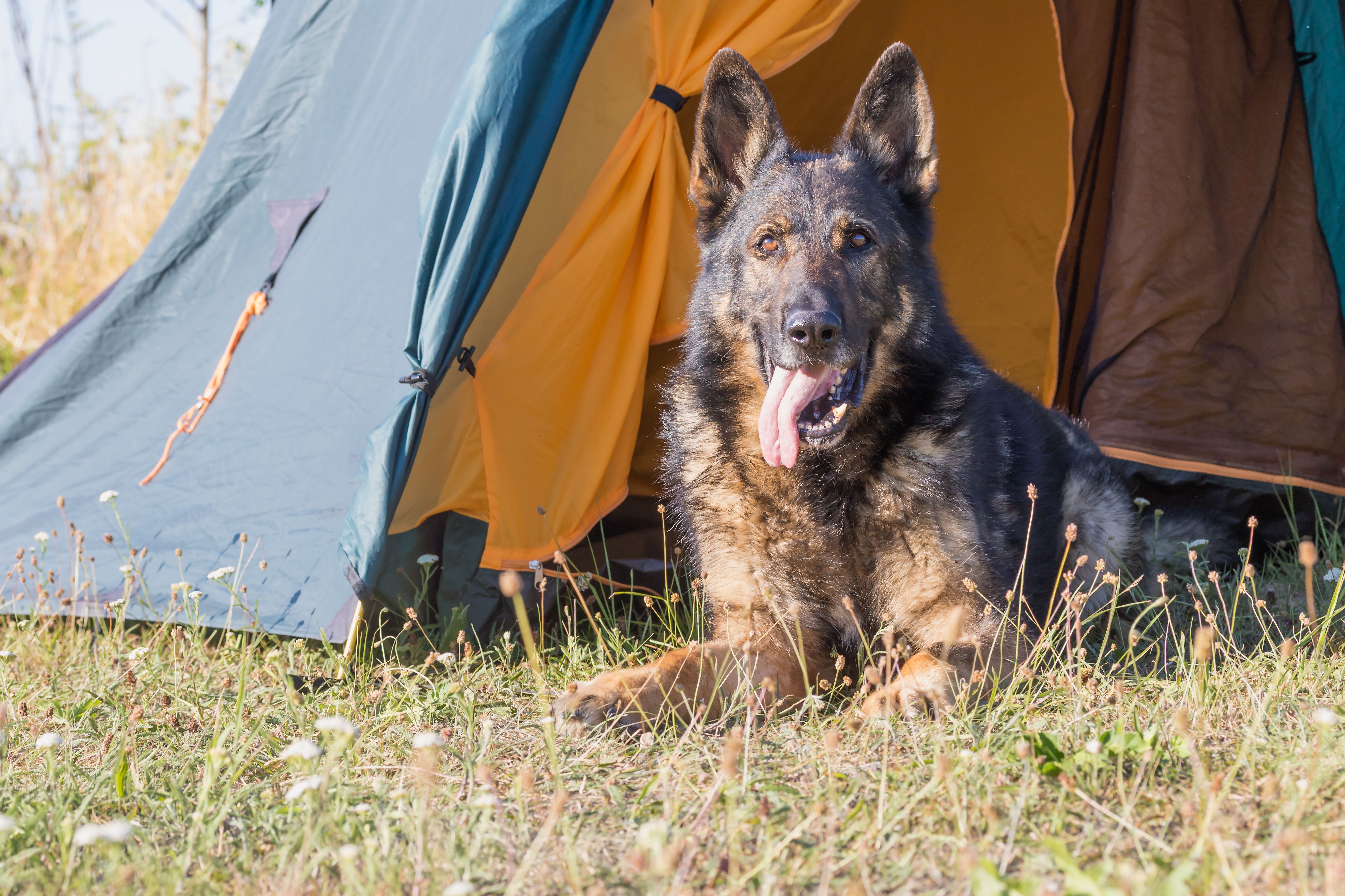 Campingurlaub mit Hund – so wird er zum Erfolg!