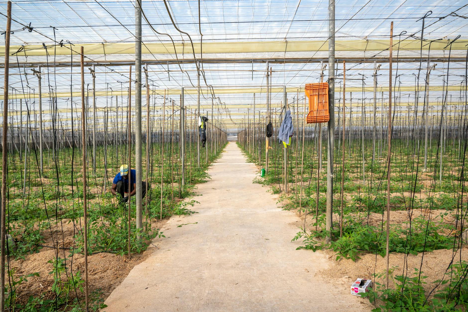 Tomatenanbau in Almeria, einem der größten Gemüseanbaugebiete Europas. Hier arbeiten unter prekären Bedingungen Tausende Migranten – zumeist illegal.