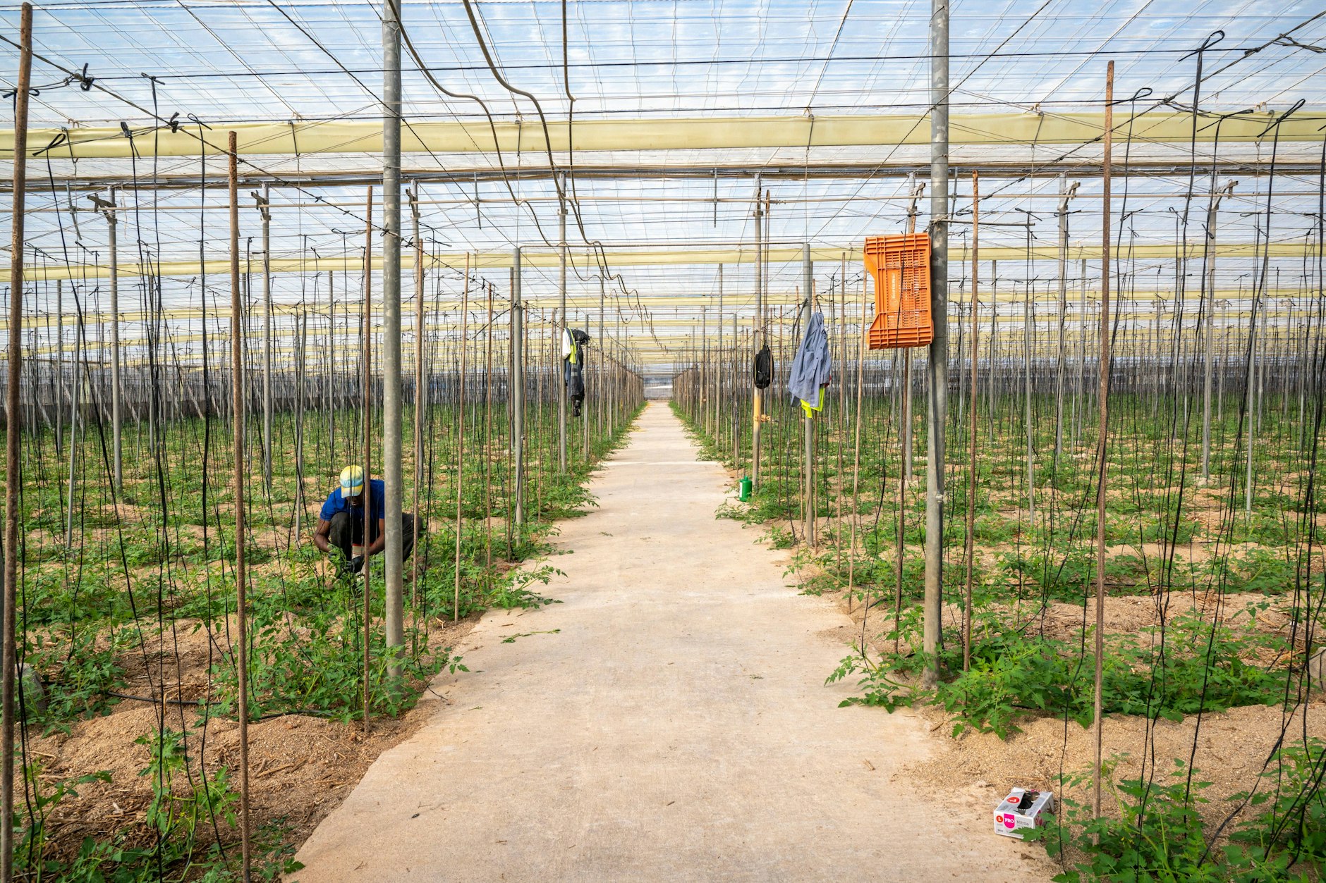 Tomatenanbau in Almeria, einem der größten Gemüseanbaugebiete Europas. Hier arbeiten unter prekären Bedingungen Tausende Migranten – zumeist illegal.