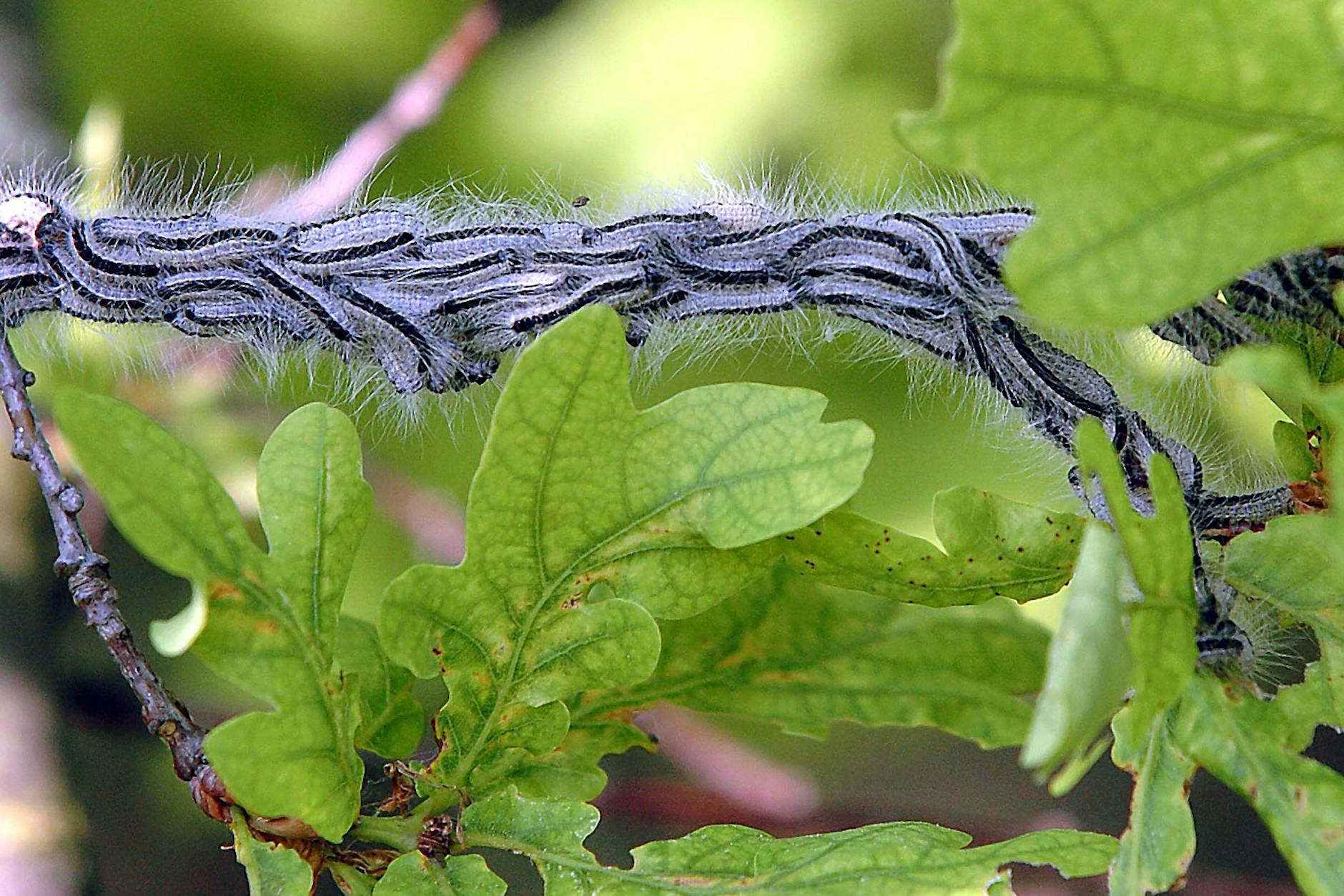 Die Raupen des Eichenprozessionsspinners halten sich in Nestern vor allem an einzelnen und von der Sonne beschienenen Eichen auf.