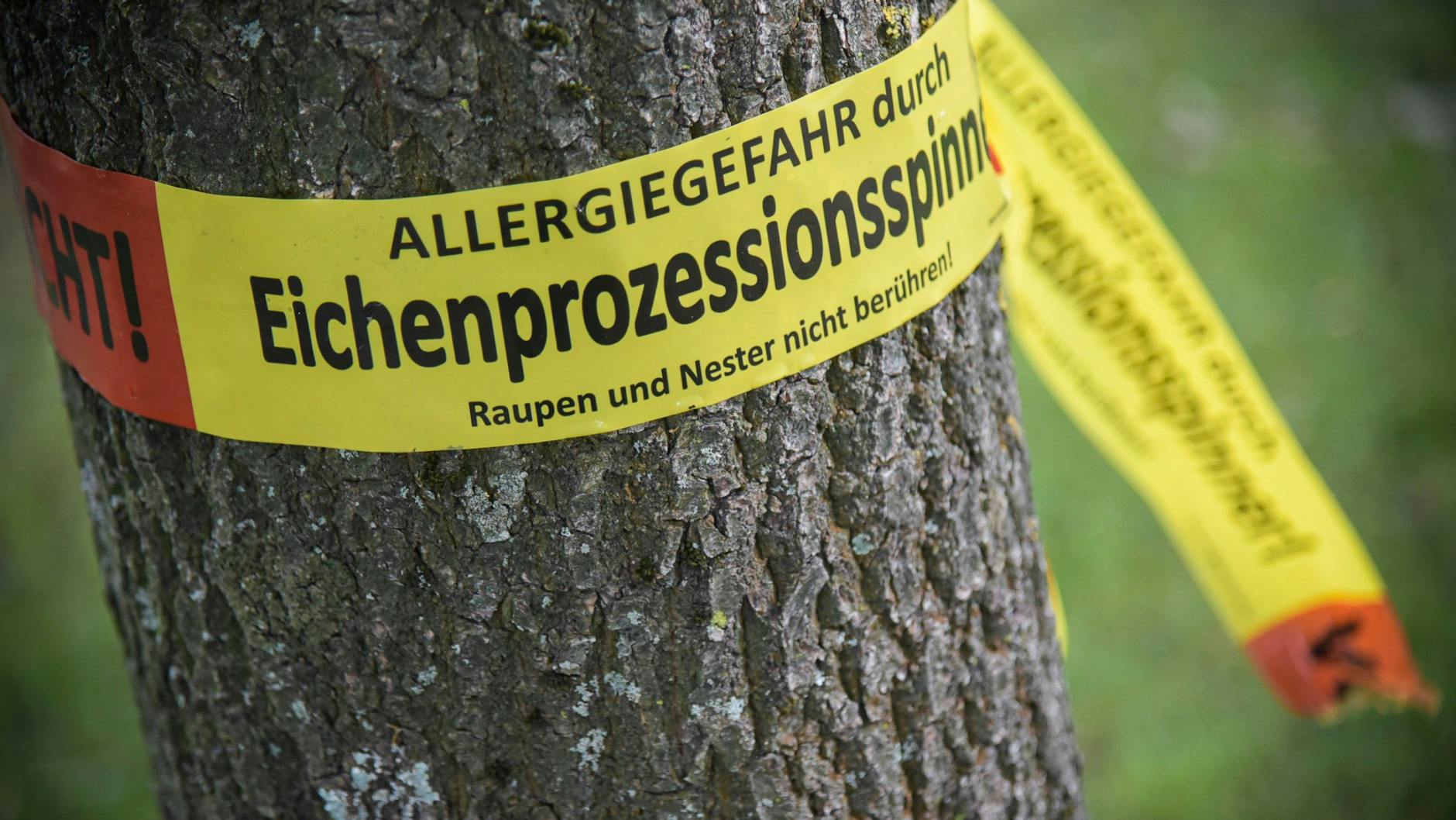 Immer wieder werden auch in Berlin befallene Bäume mit Flatterband gekennzeichnet.