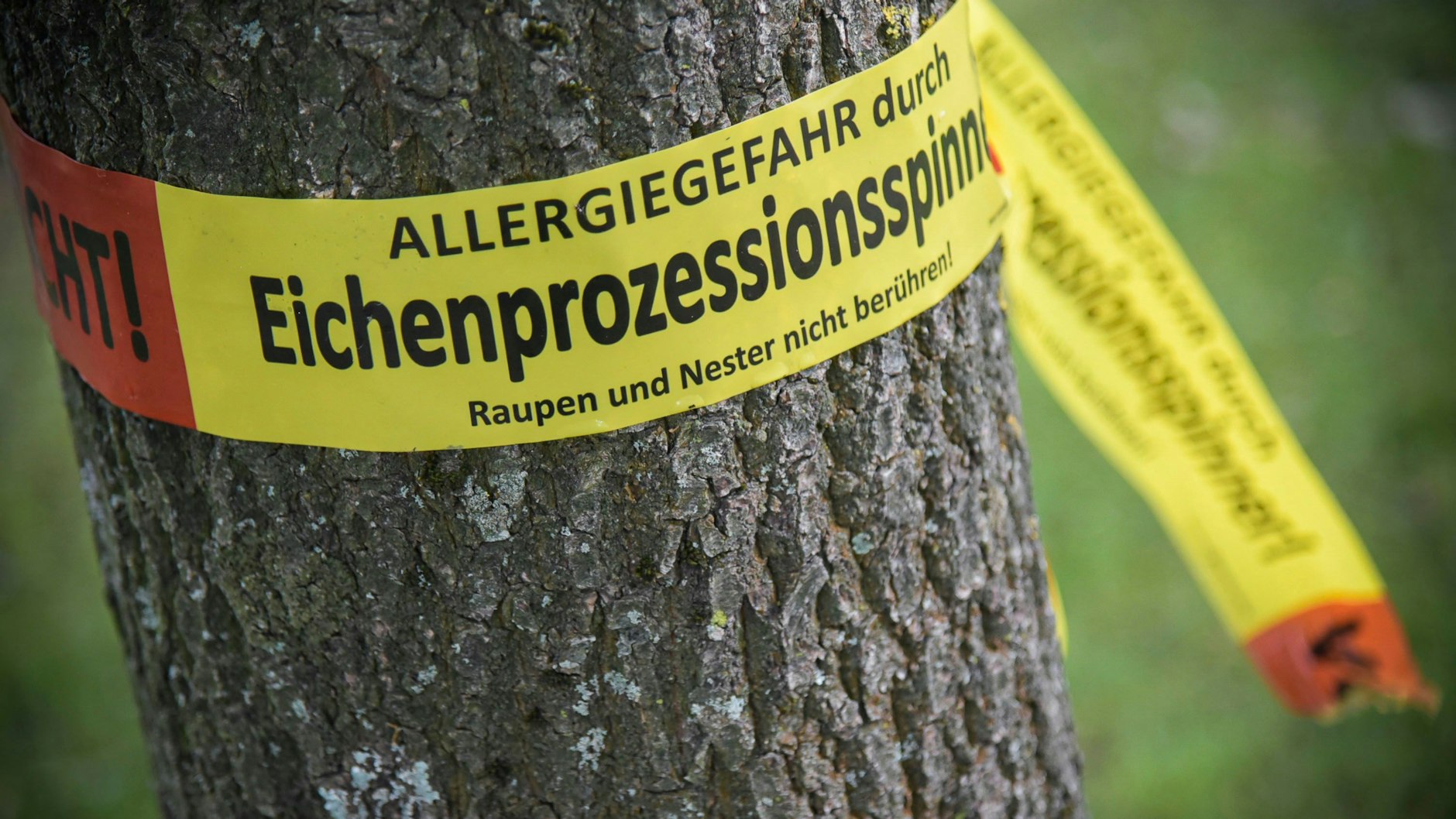 Immer wieder werden auch in Berlin befallene Bäume mit Flatterband gekennzeichnet.