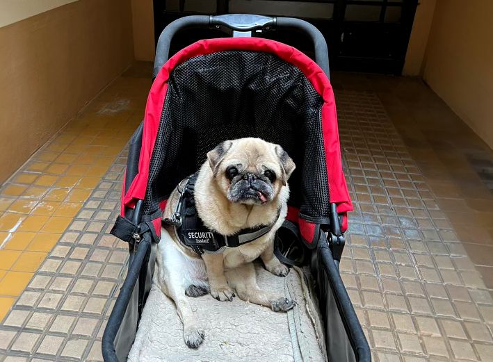 Ich fuhr einen Mops im Kinderwagen durch Paris: So reagierten die Franzosen