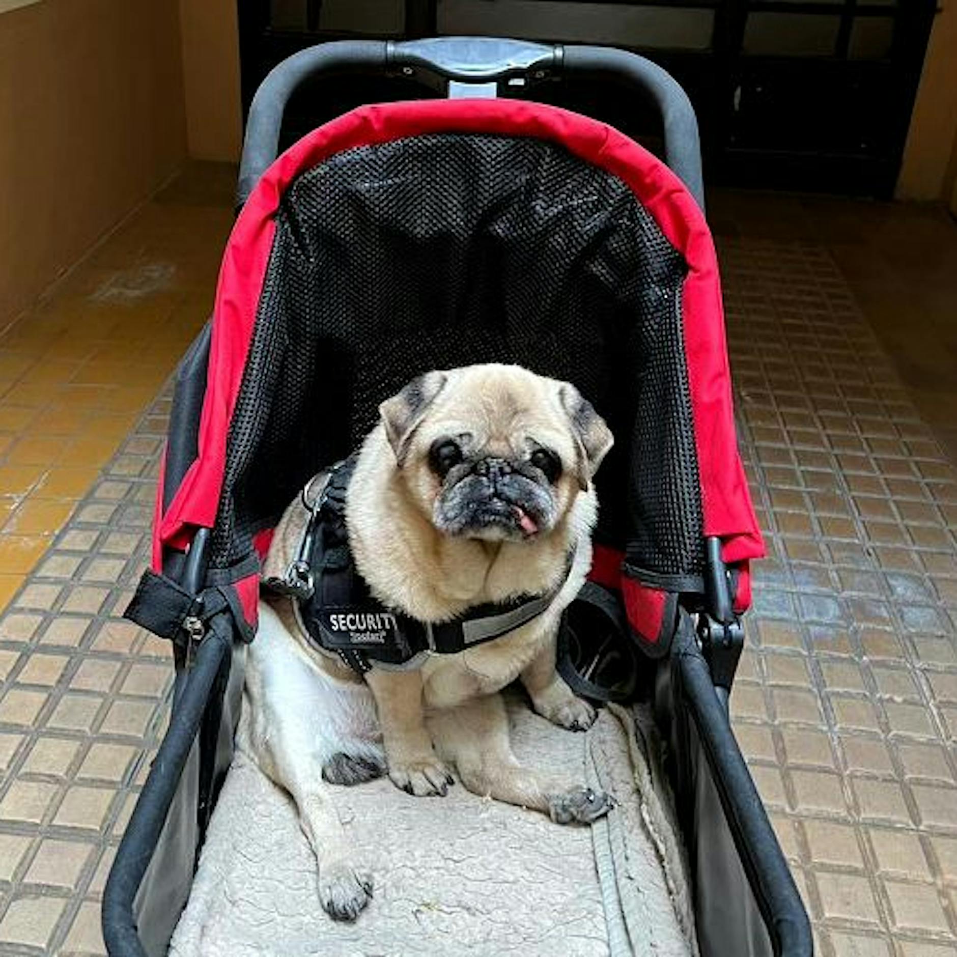 Ich fuhr einen Mops im Kinderwagen durch Paris: So reagierten die Franzosen