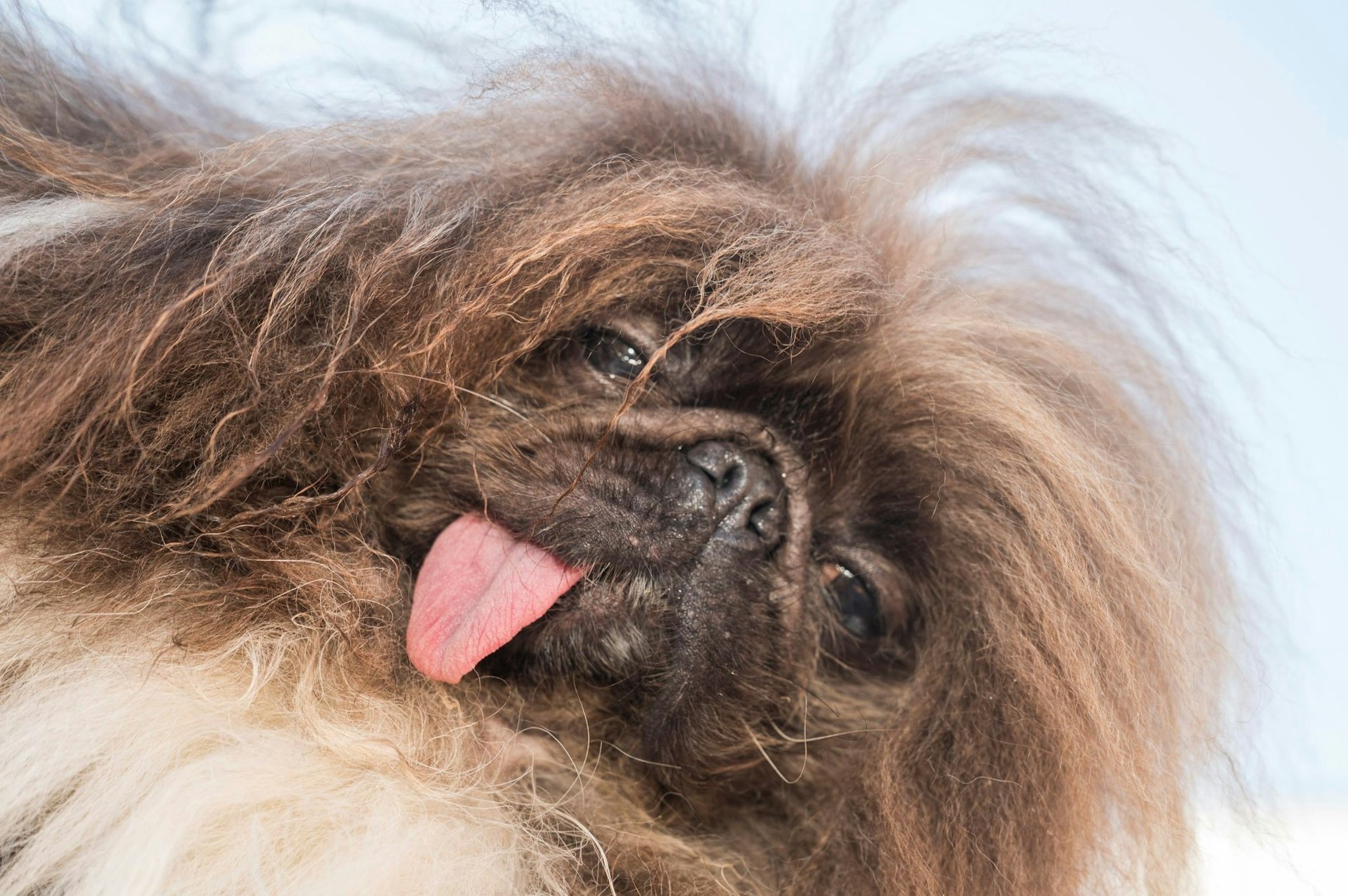 Pekinese „Wild Thang“ ist der „hässlichste Hund der Welt“ 2024