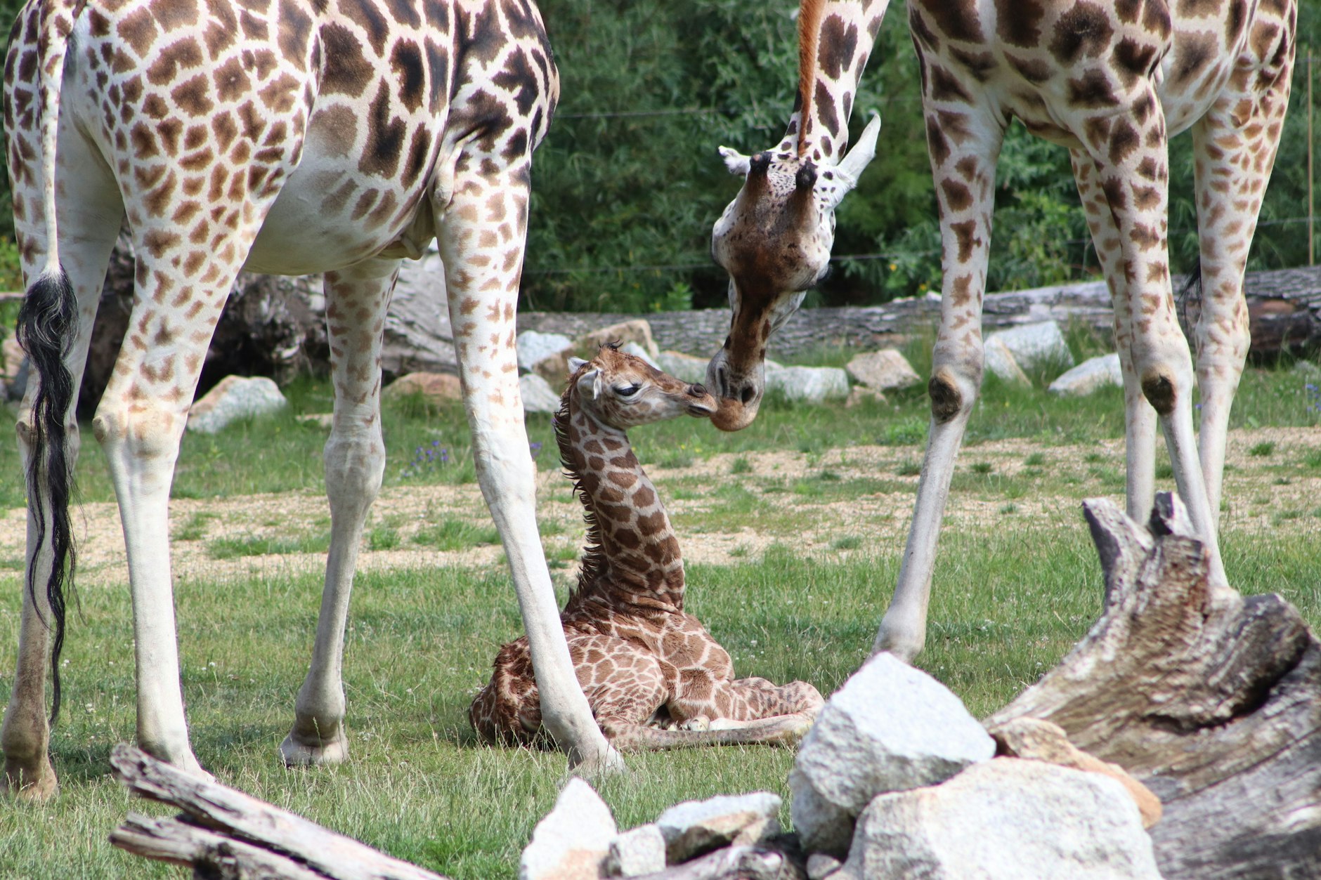 Ein Giraffen-Jungtier im Gehege des Berliner Tierparks. Es hat den Sturz bei der Geburt gut überstanden.