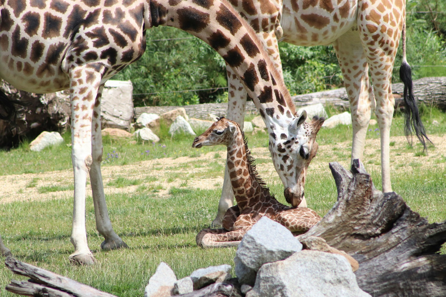 Ein Giraffen-Jungtier liegt in einem Gehege des Berliner Tierparks.