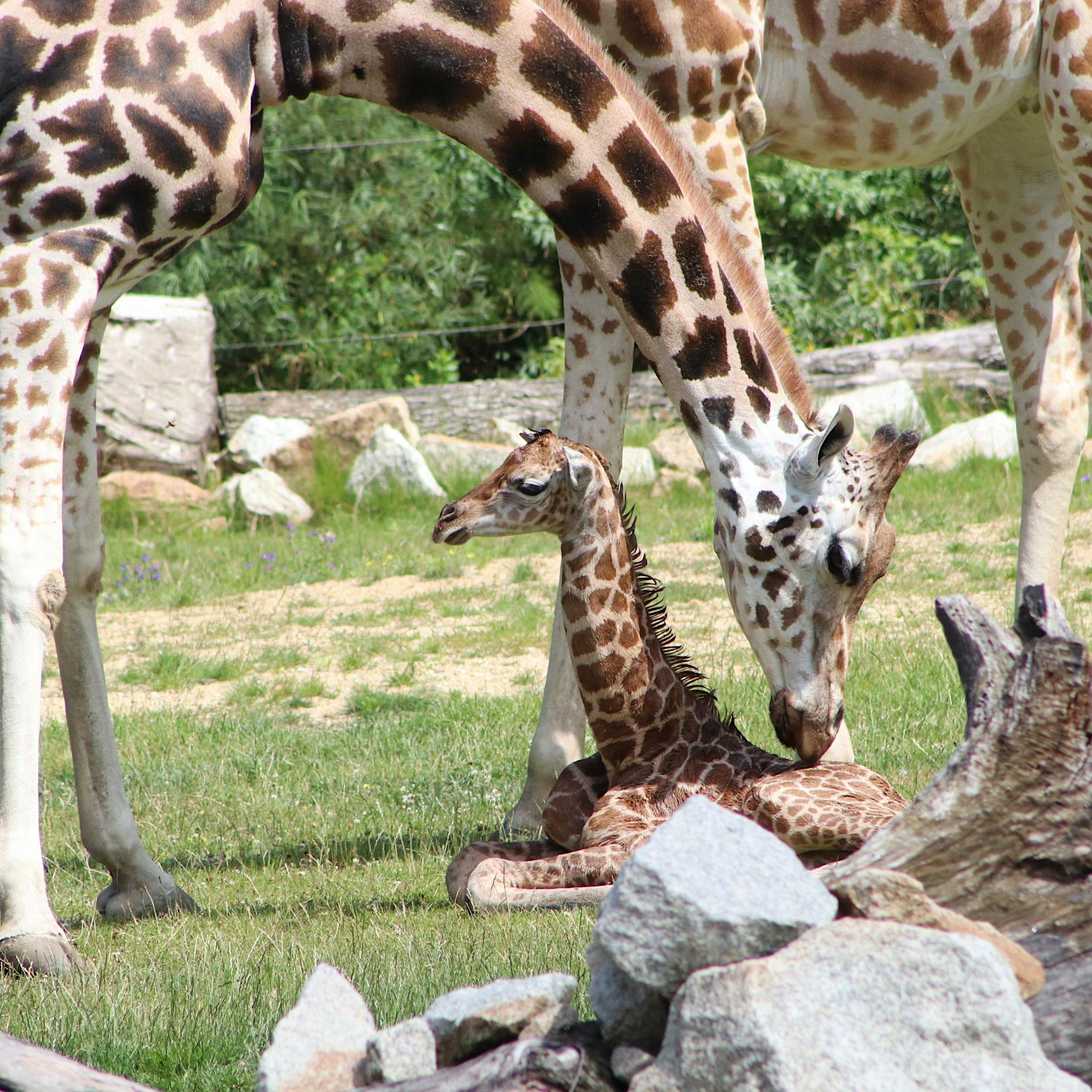Sturz aus zwei Metern: Besucher erleben seltene Giraffen-Geburt im Tierpark Berlin