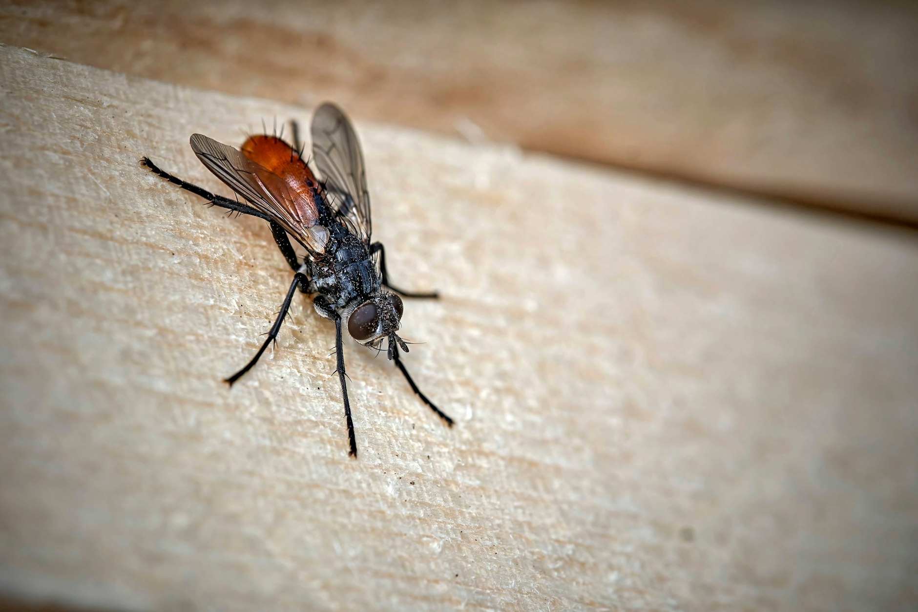 Fliegen in der Wohnung sind lästig, aber es gibt wirksame Hausmittel.