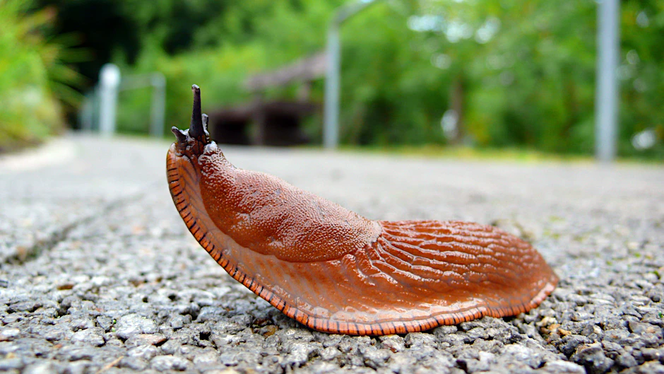 Die Spanische Wegschnecke findet man derzeit überall.