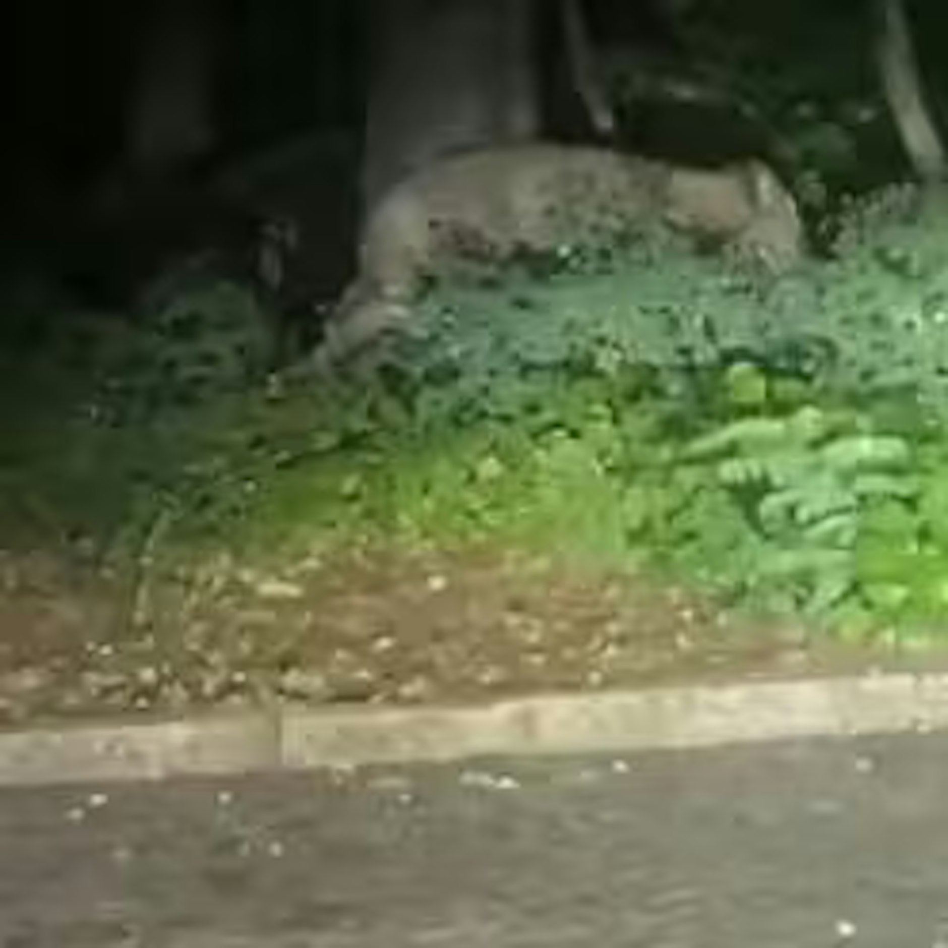 Diese Videoaufnahme sorgte für Aufregung. Was darauf wie eine Raubkatze aussah, war am Ende eine Wildsau.